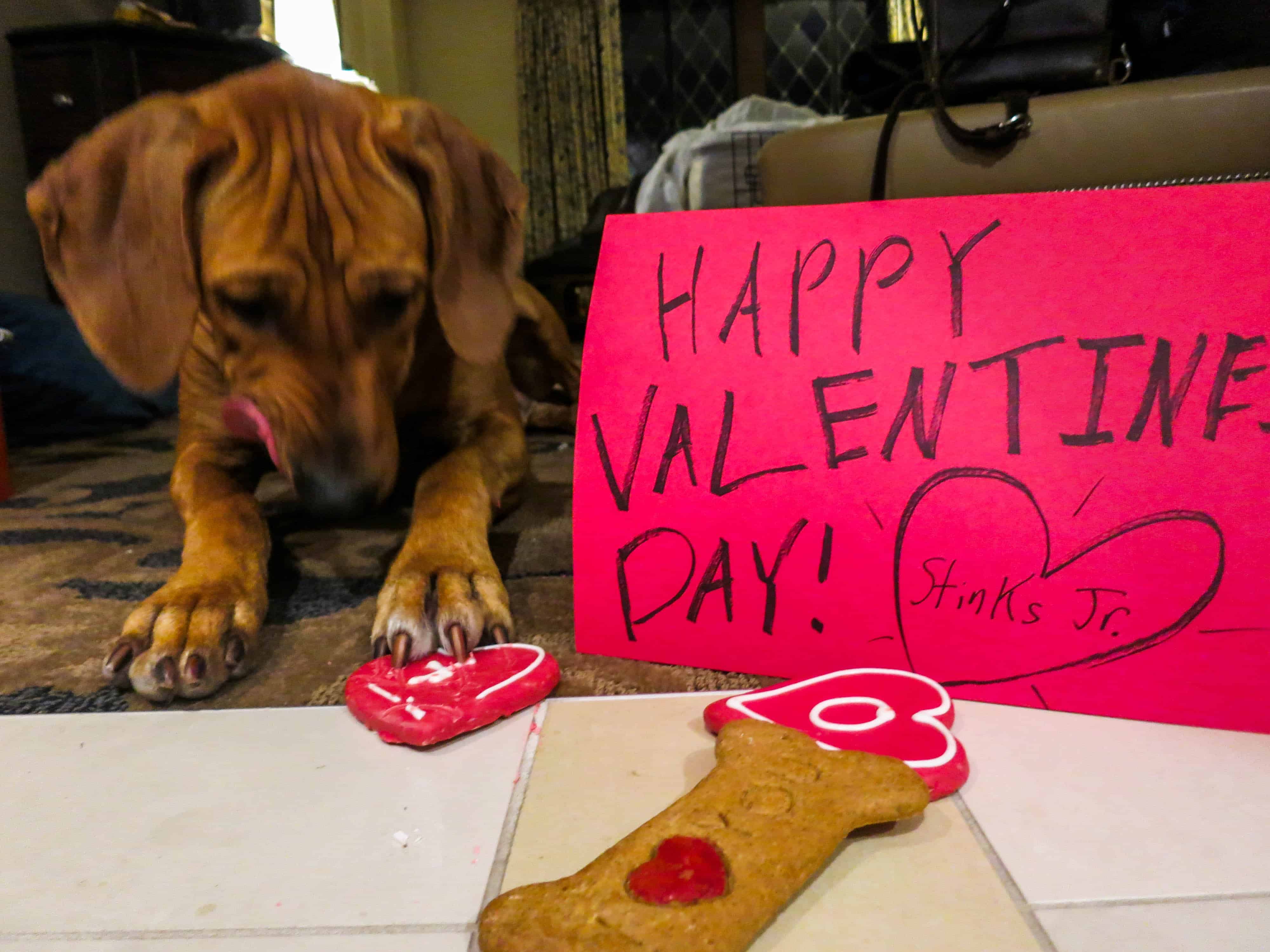 Rhodesian Ridgeback, pets valentines day