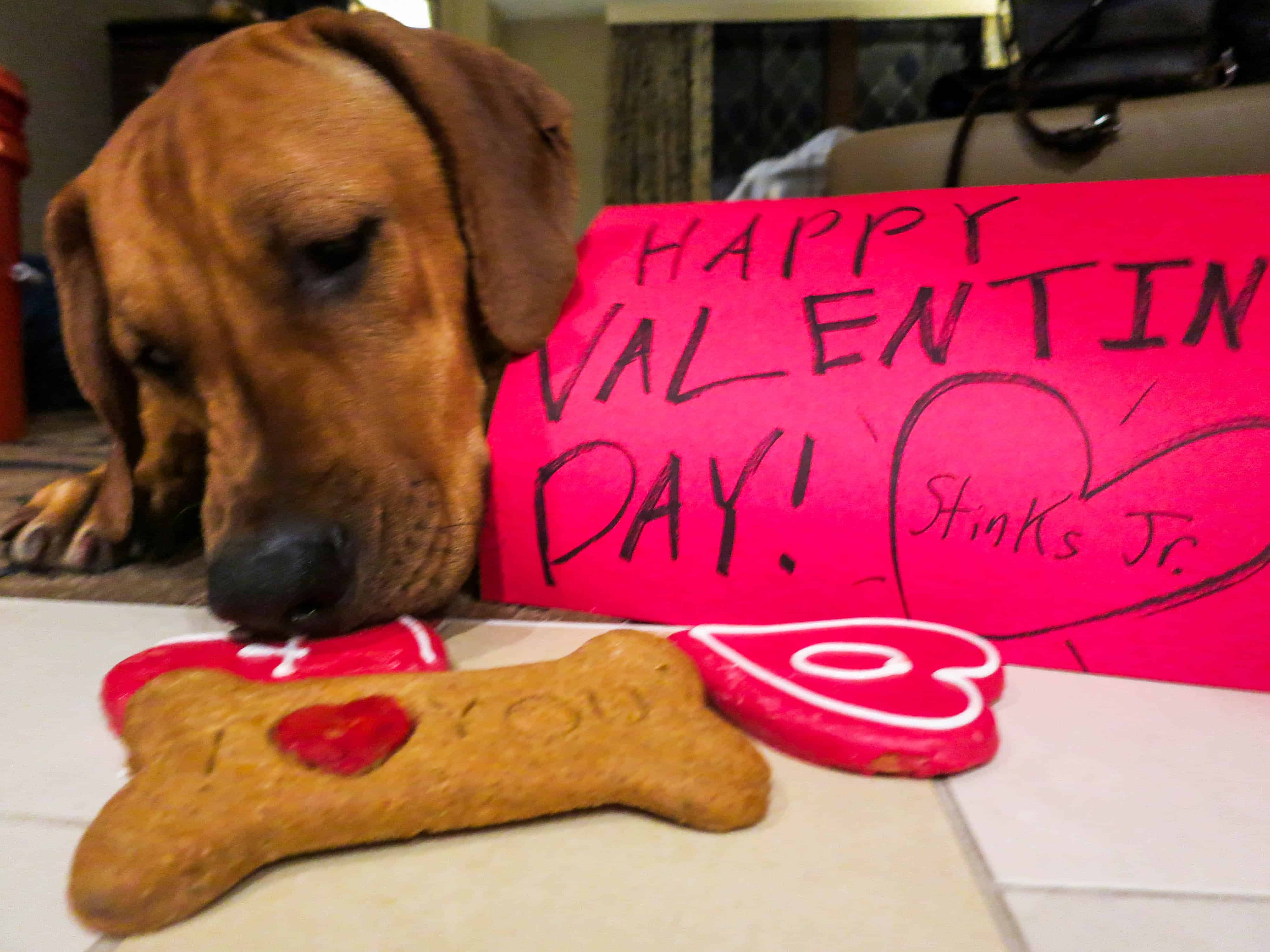 rhodesiand ridgeback, pets valentines dau