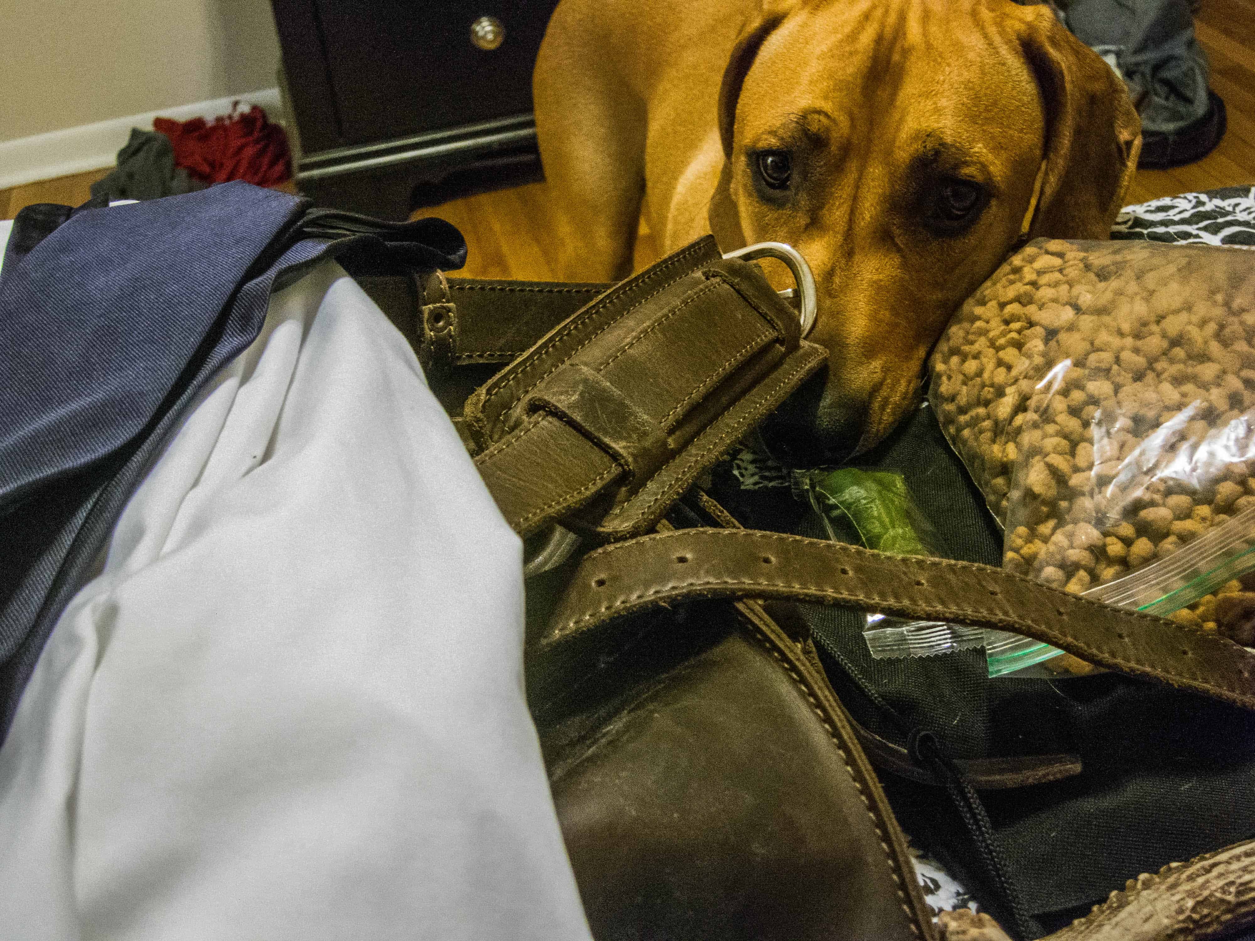 Rhodesian Ridgeback, rhodesian ridgeback photos, dog adventure, marking our territory, dog blog, dog photos