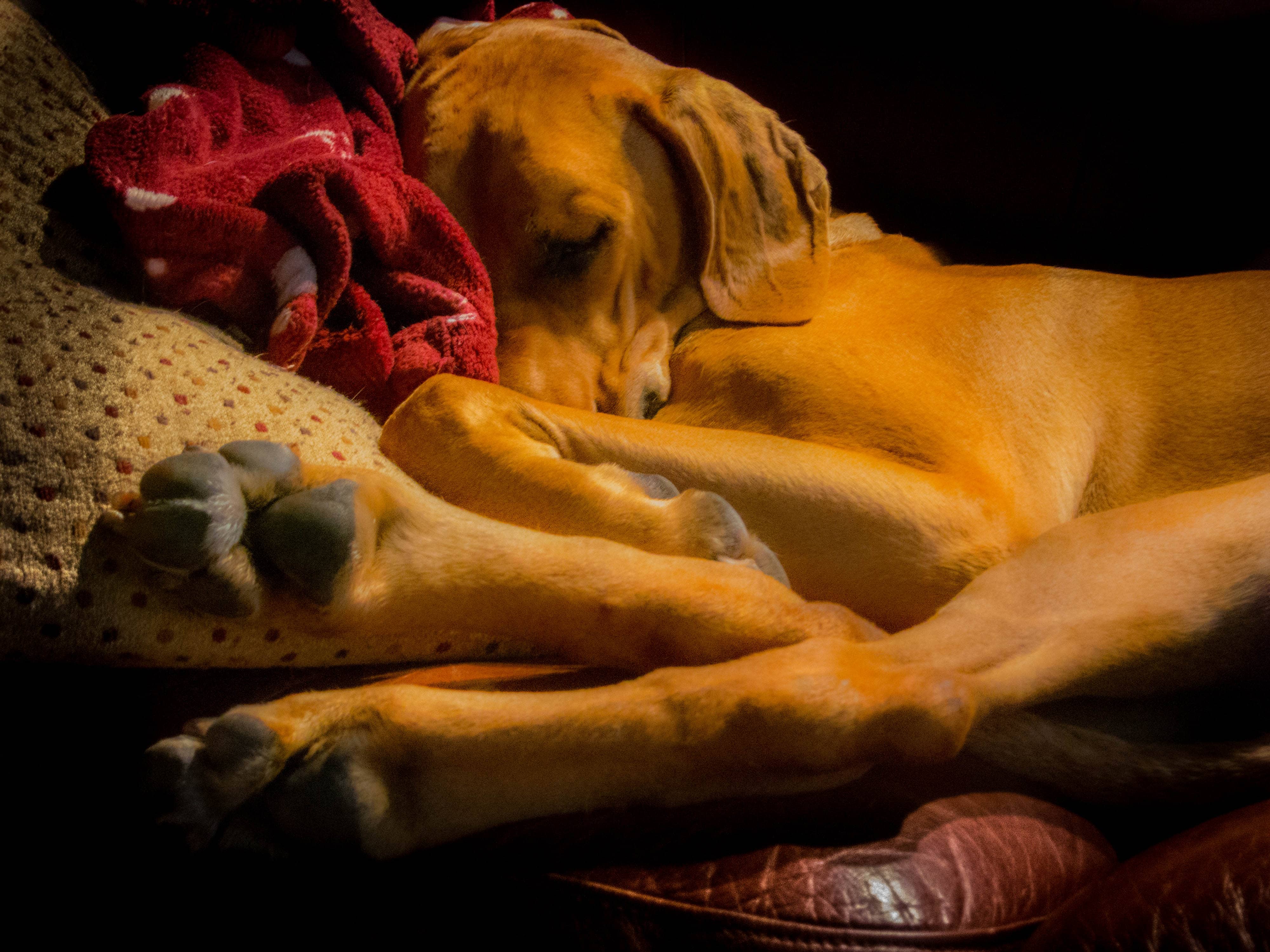 Rhodesian Ridgeback, marking our territory, petcentric, dog adventure, dog photos, funny