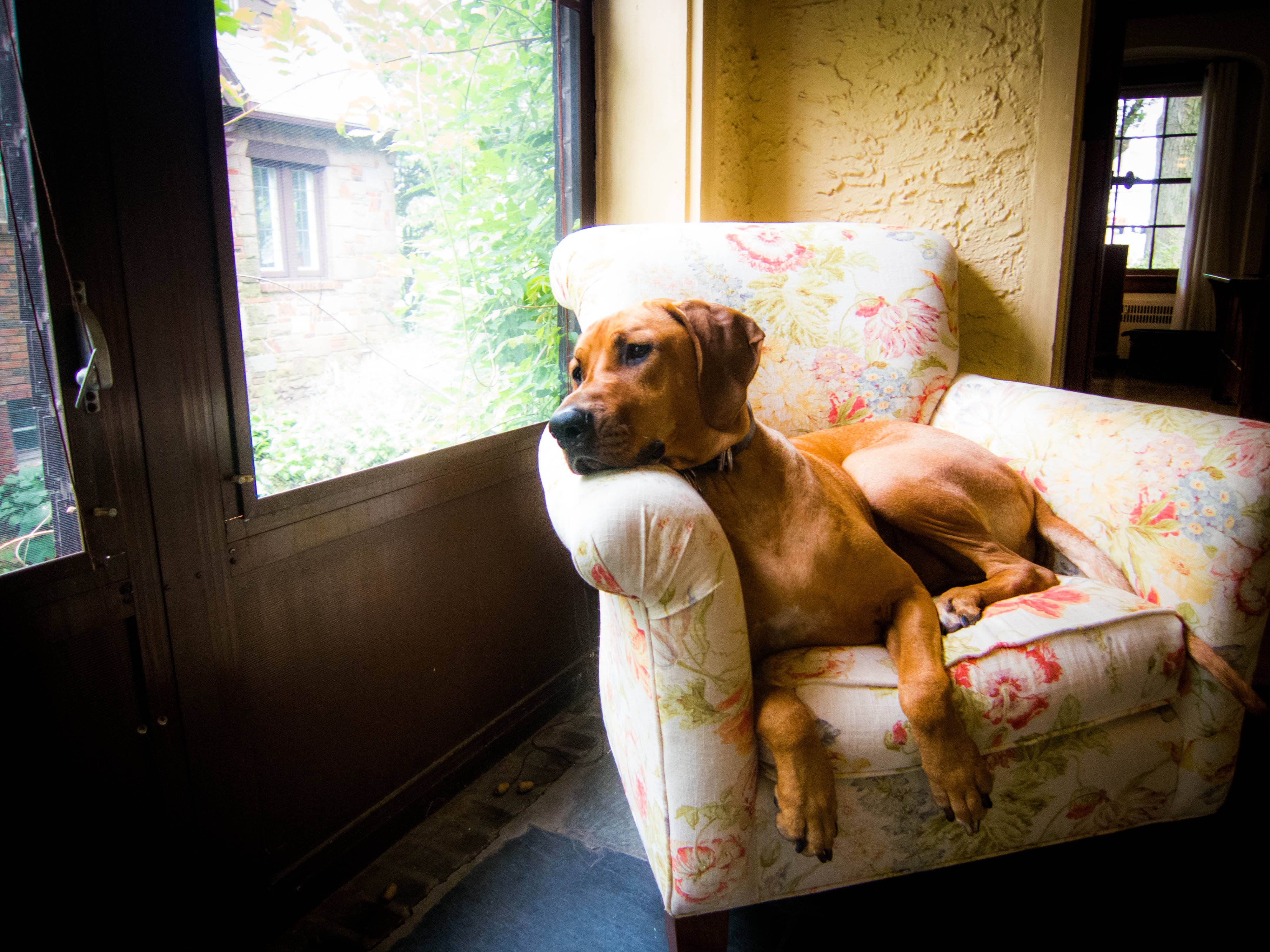 Rhodesian Ridgeback, dog adventure, dog blog, pet photos. dog photos, puppy photos