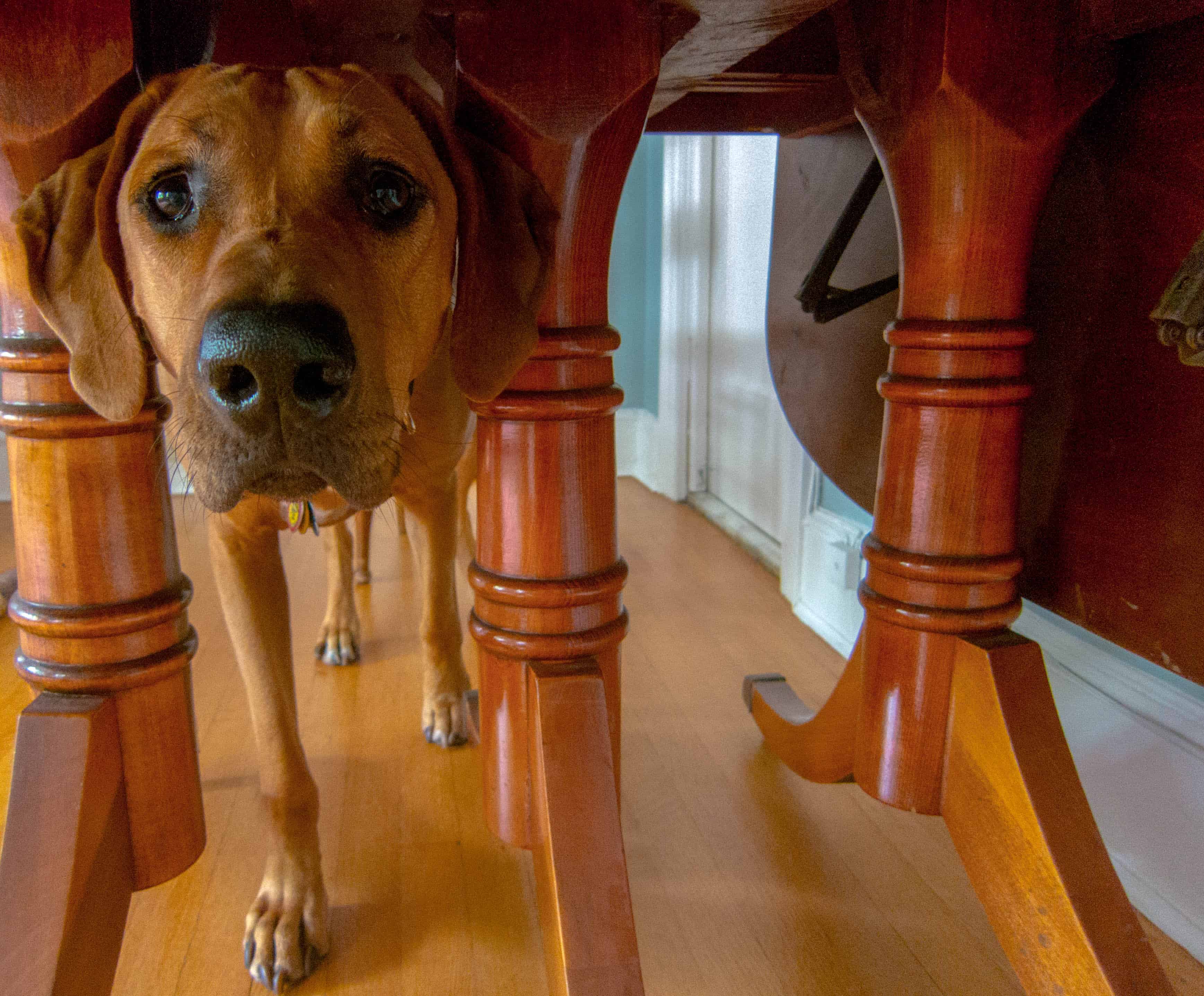 Rhodesian Ridgeback, dog adventure, dog blog, pet photos. dog photos, puppy photos