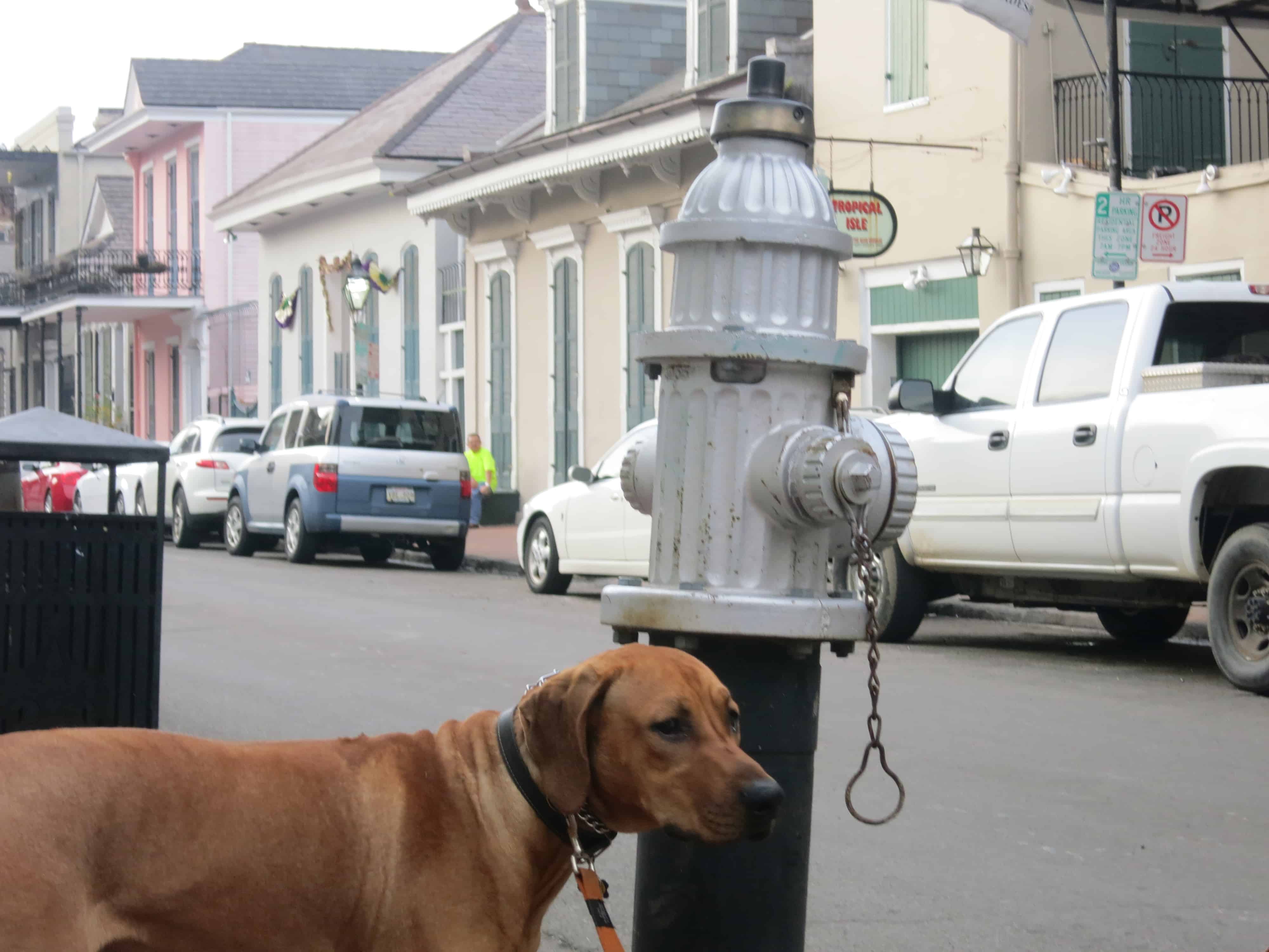 dog friendly new orleans