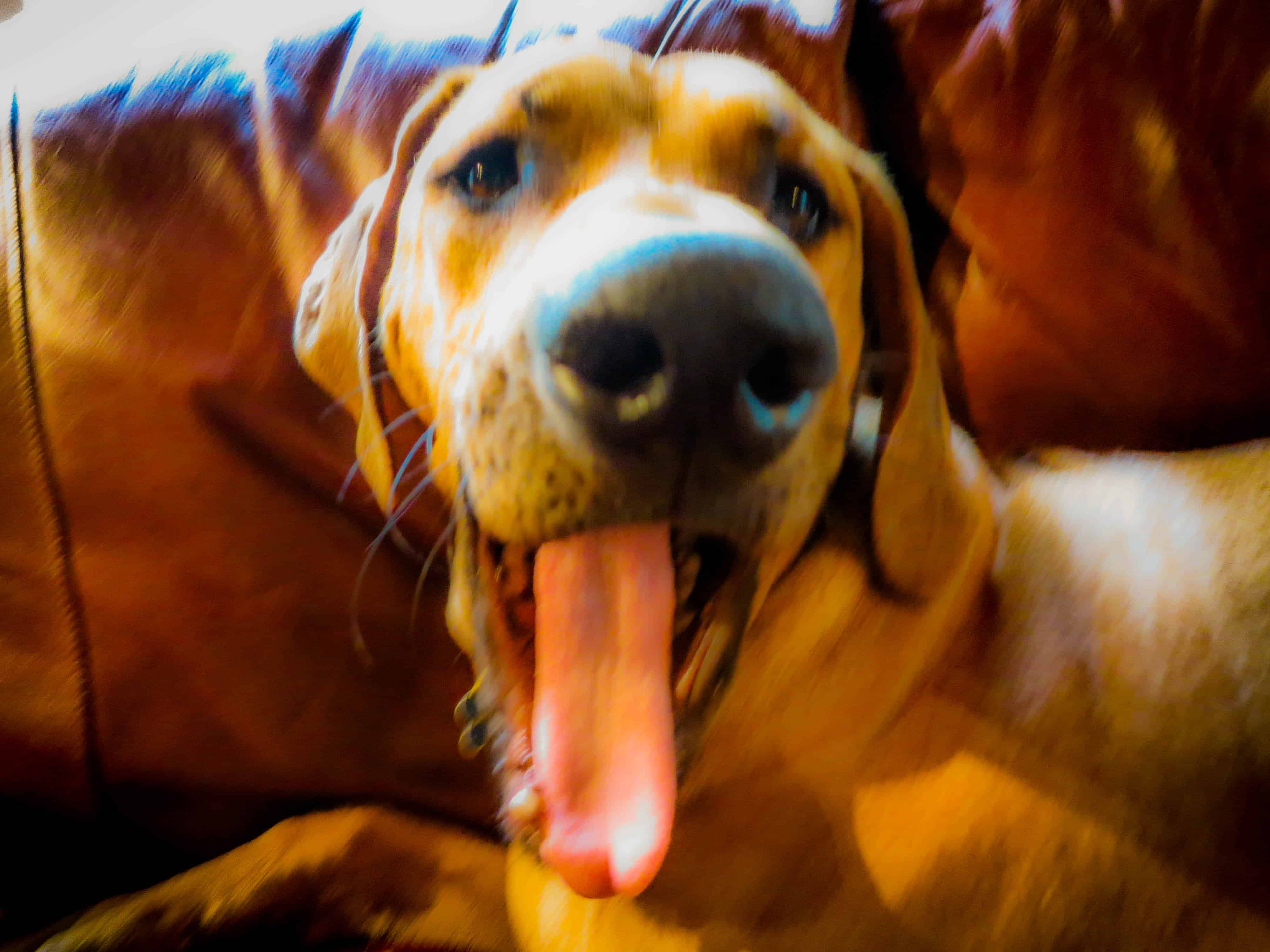 Rhodesian Ridgeback, dog adventure, marking our territory, dogs, dog photos, dog yawns