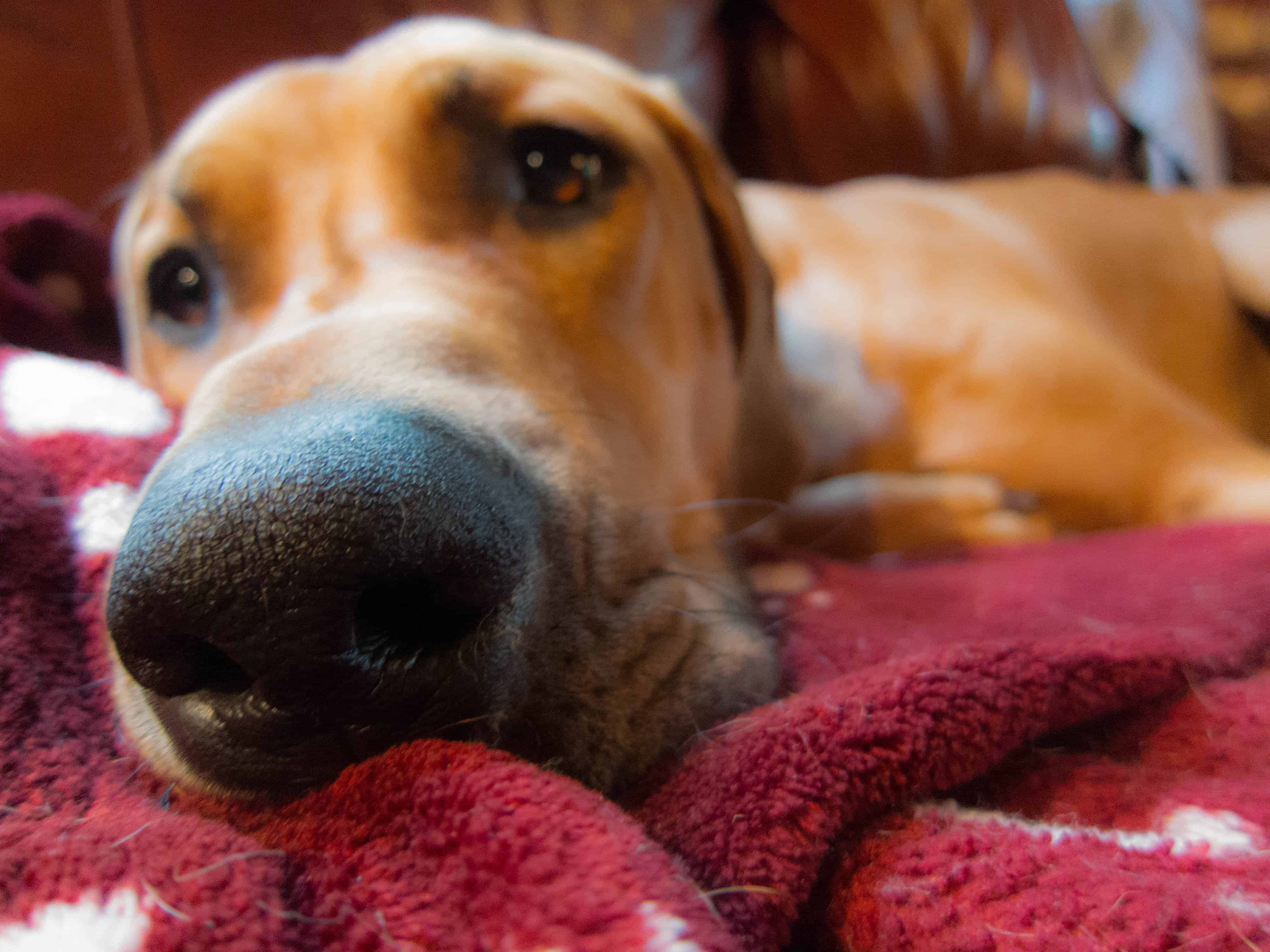 Rhodesian Ridgeback, dog adventure, marking our territory, dogs, dog photos, dog yawns