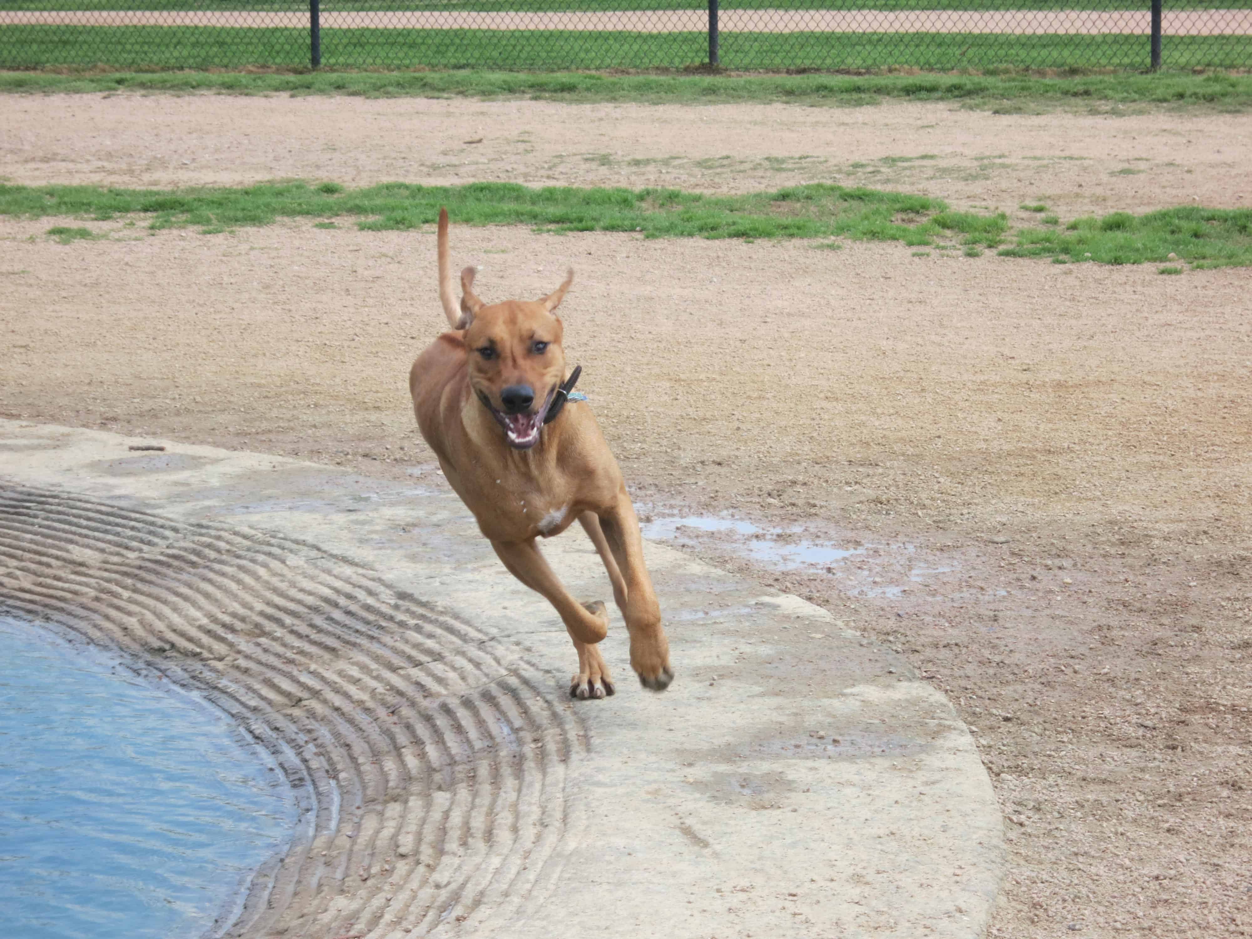 dog park houston