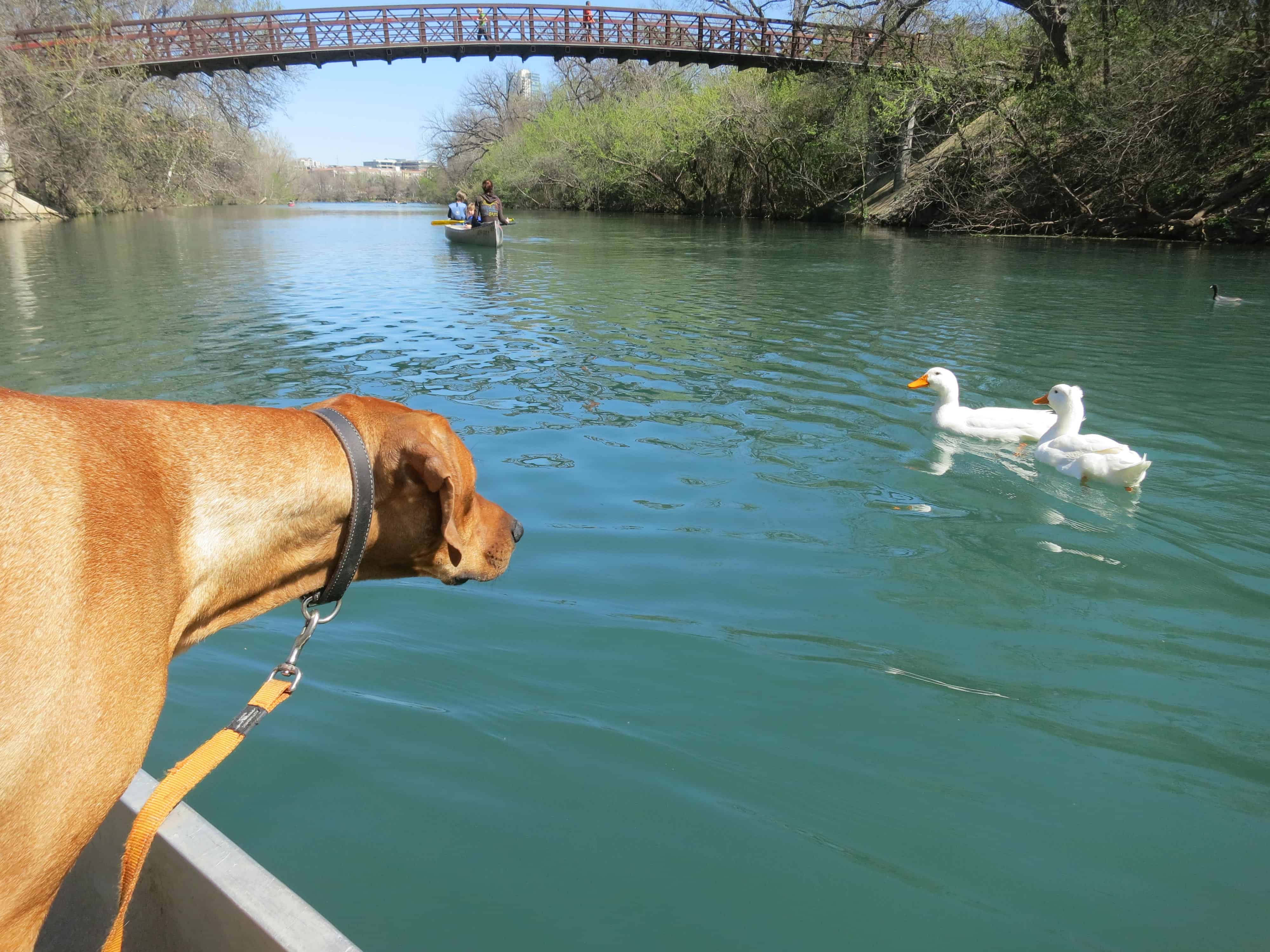 dog friendly park austin