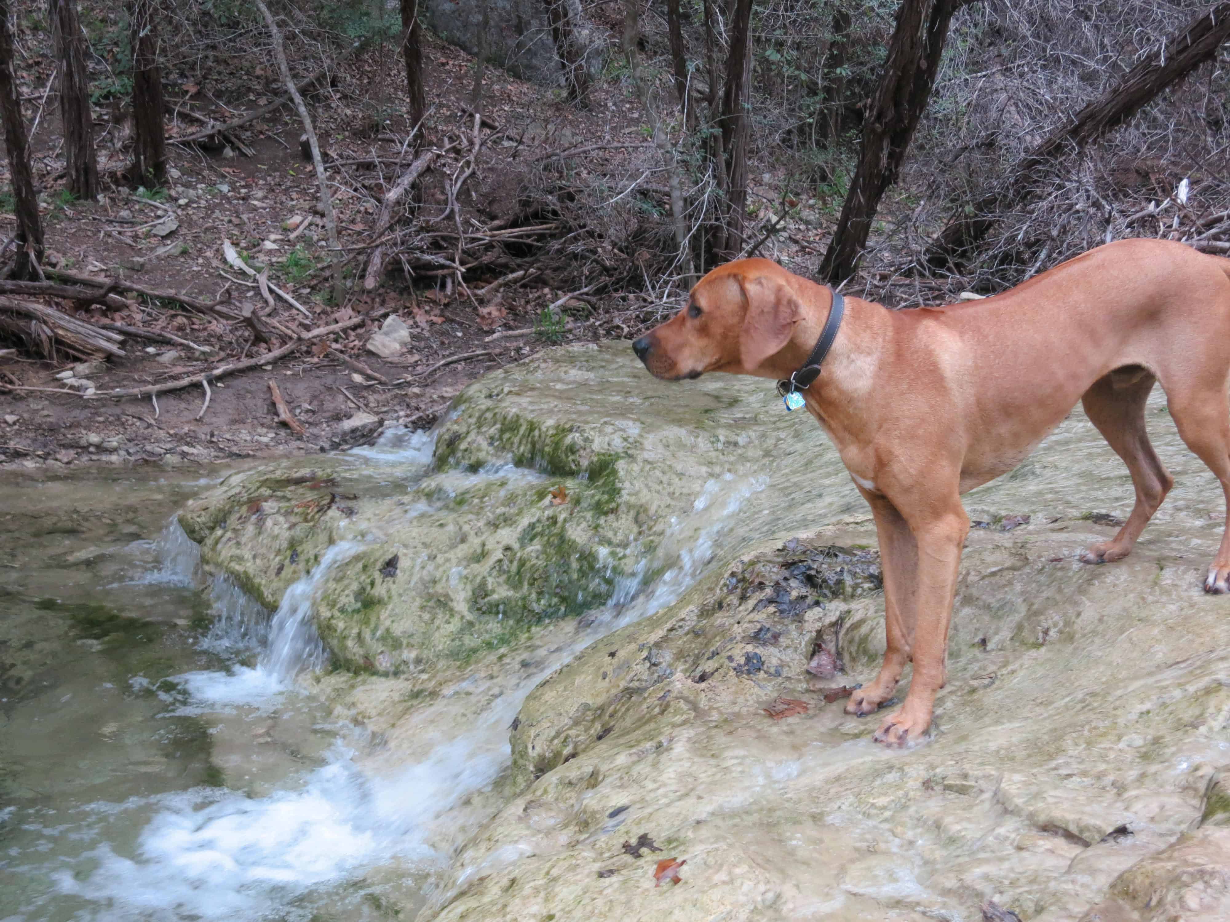 dog park austin