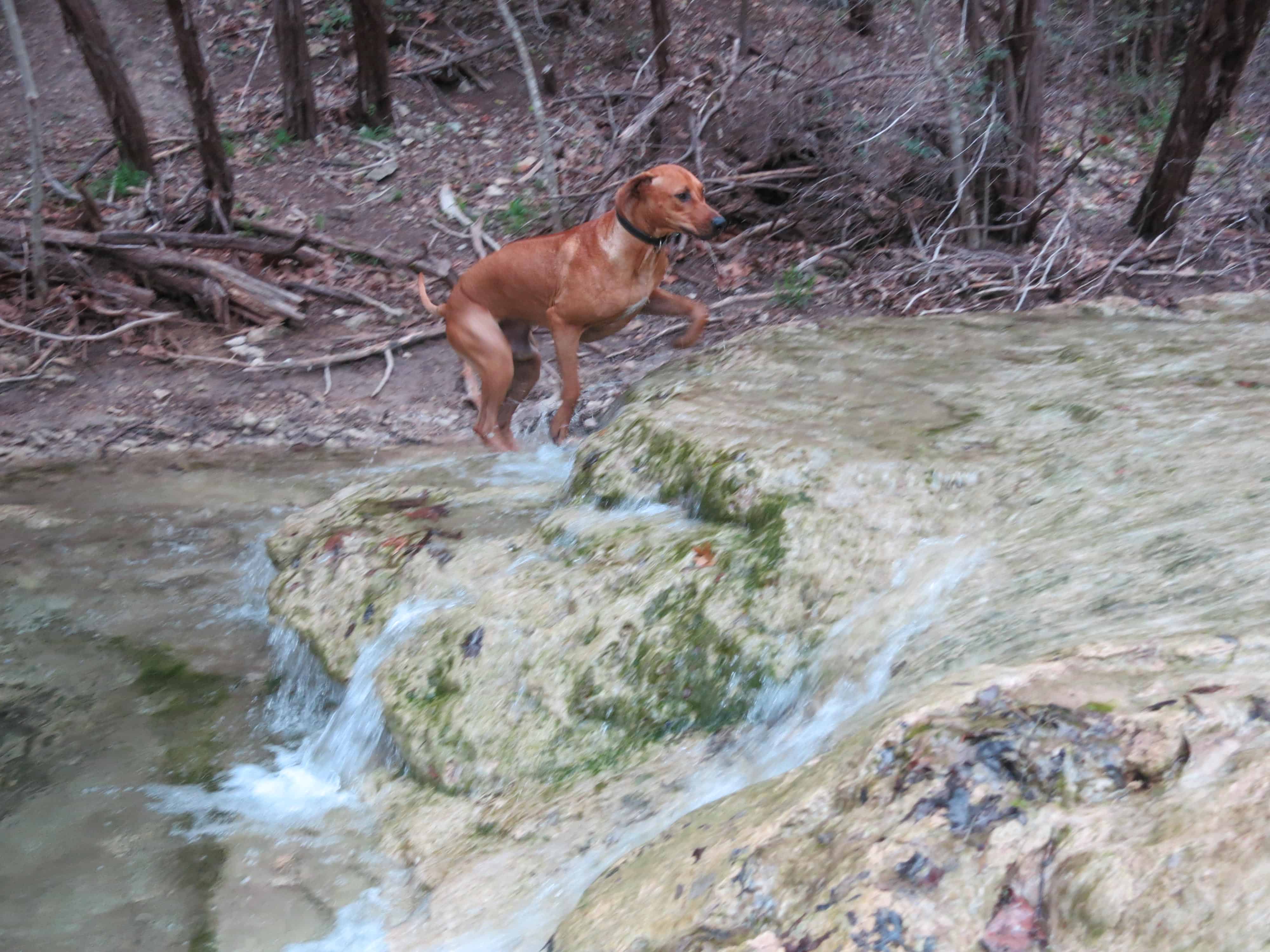 dog park austin