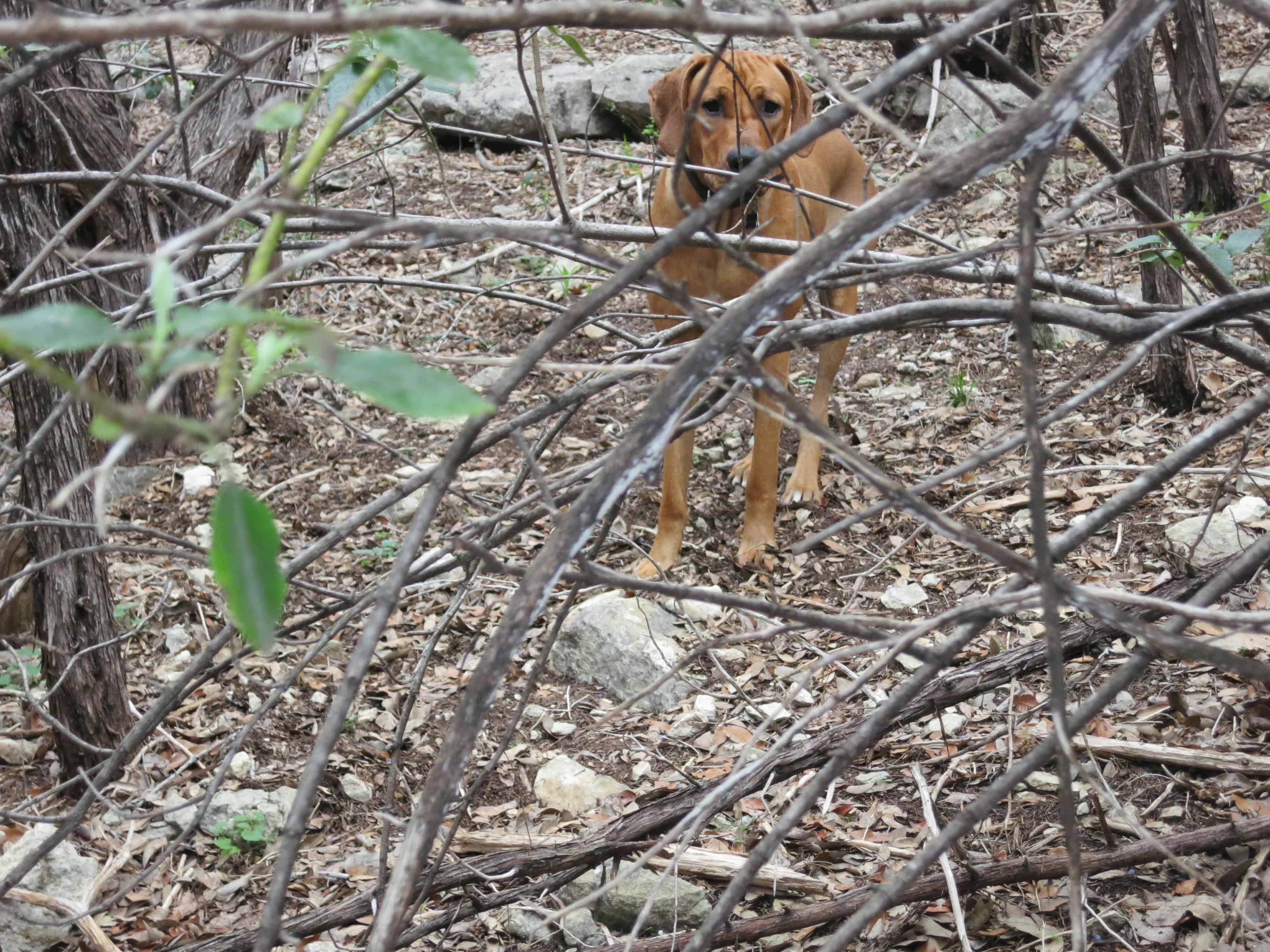 dog park austin