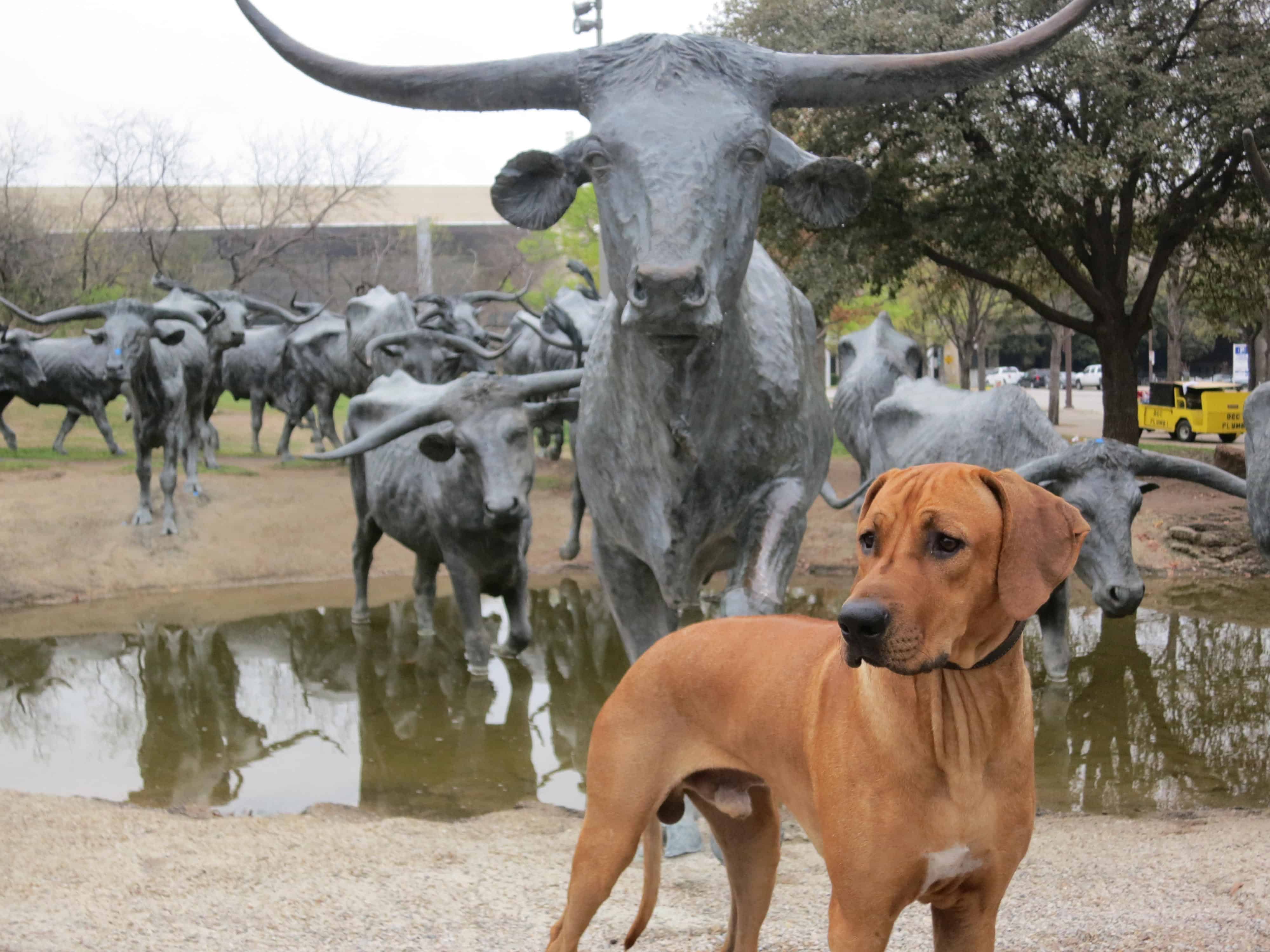 dog friendly dallas