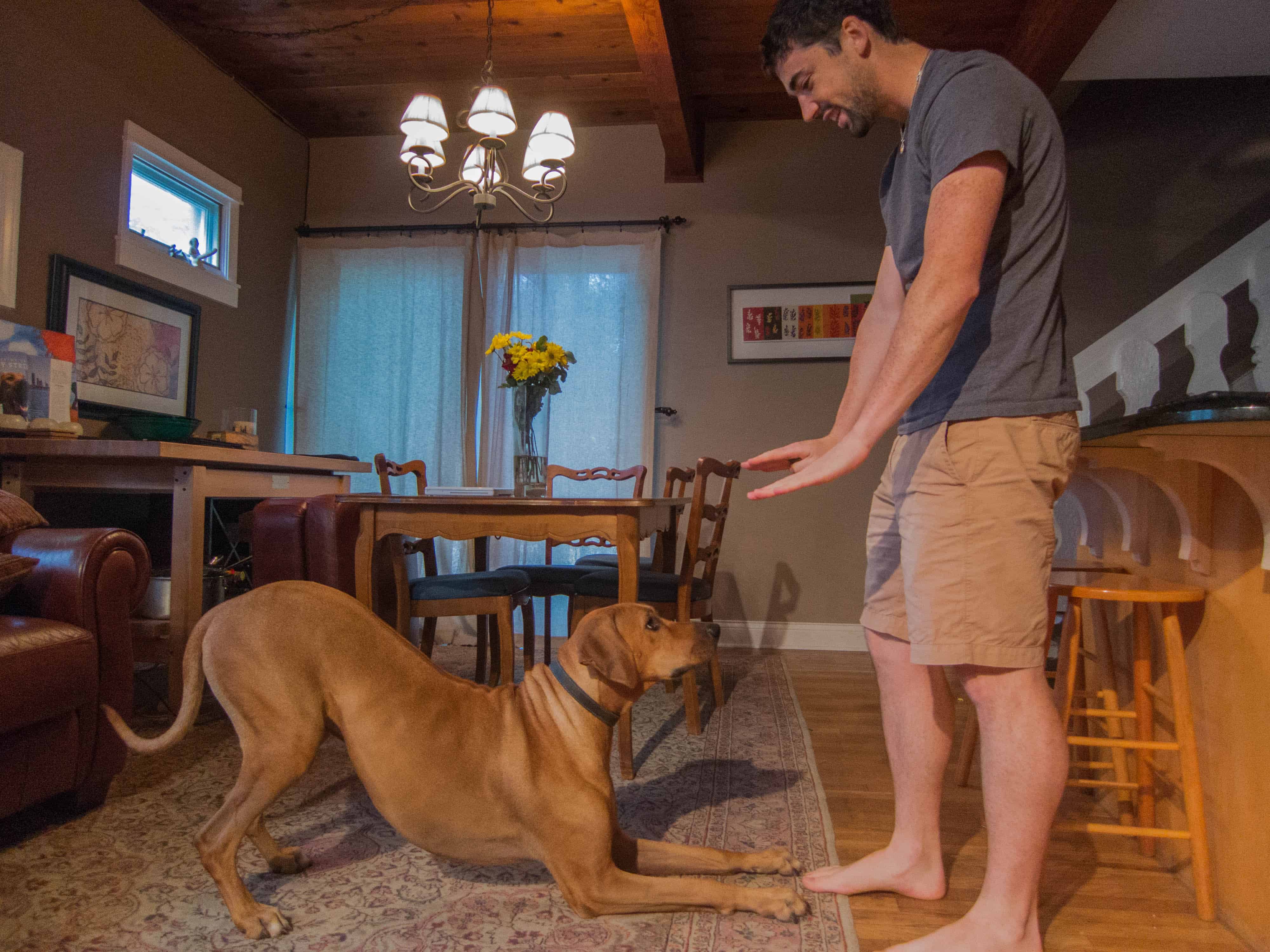 Rhodesian Ridgeback, dog adventure, pets