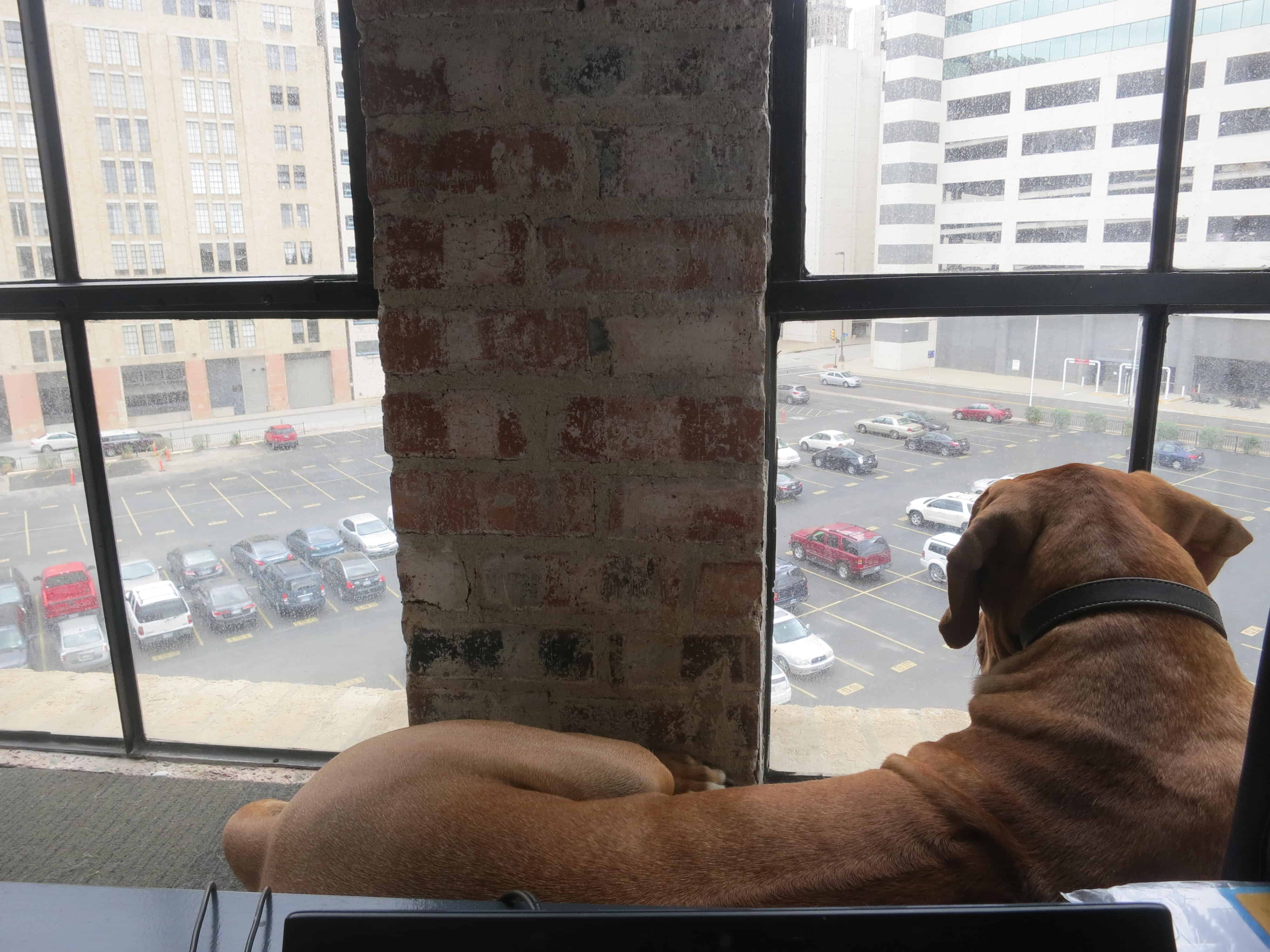 dog friendly hotel dallas