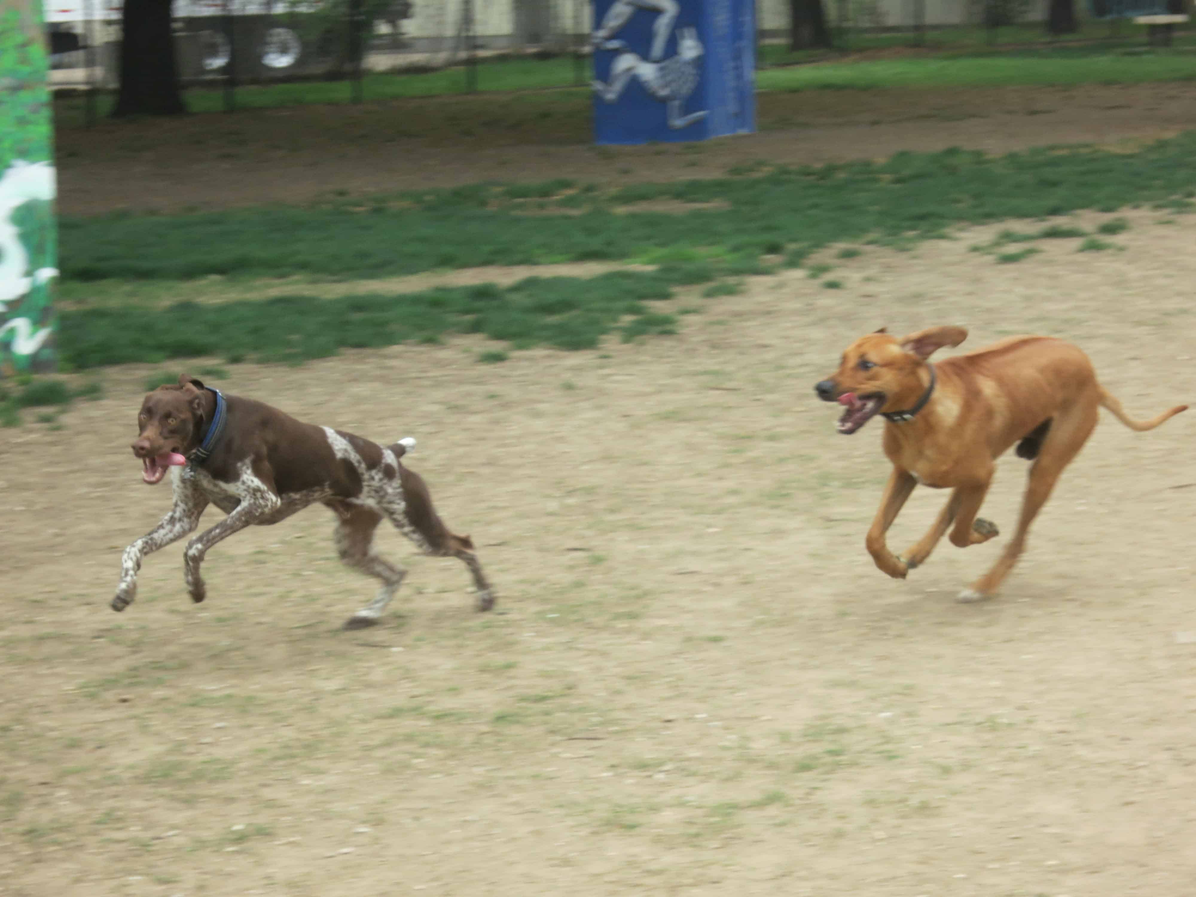 RHodesian Ridgeback, Rhodesian Rigeback photos, marking our territory, pet adventure