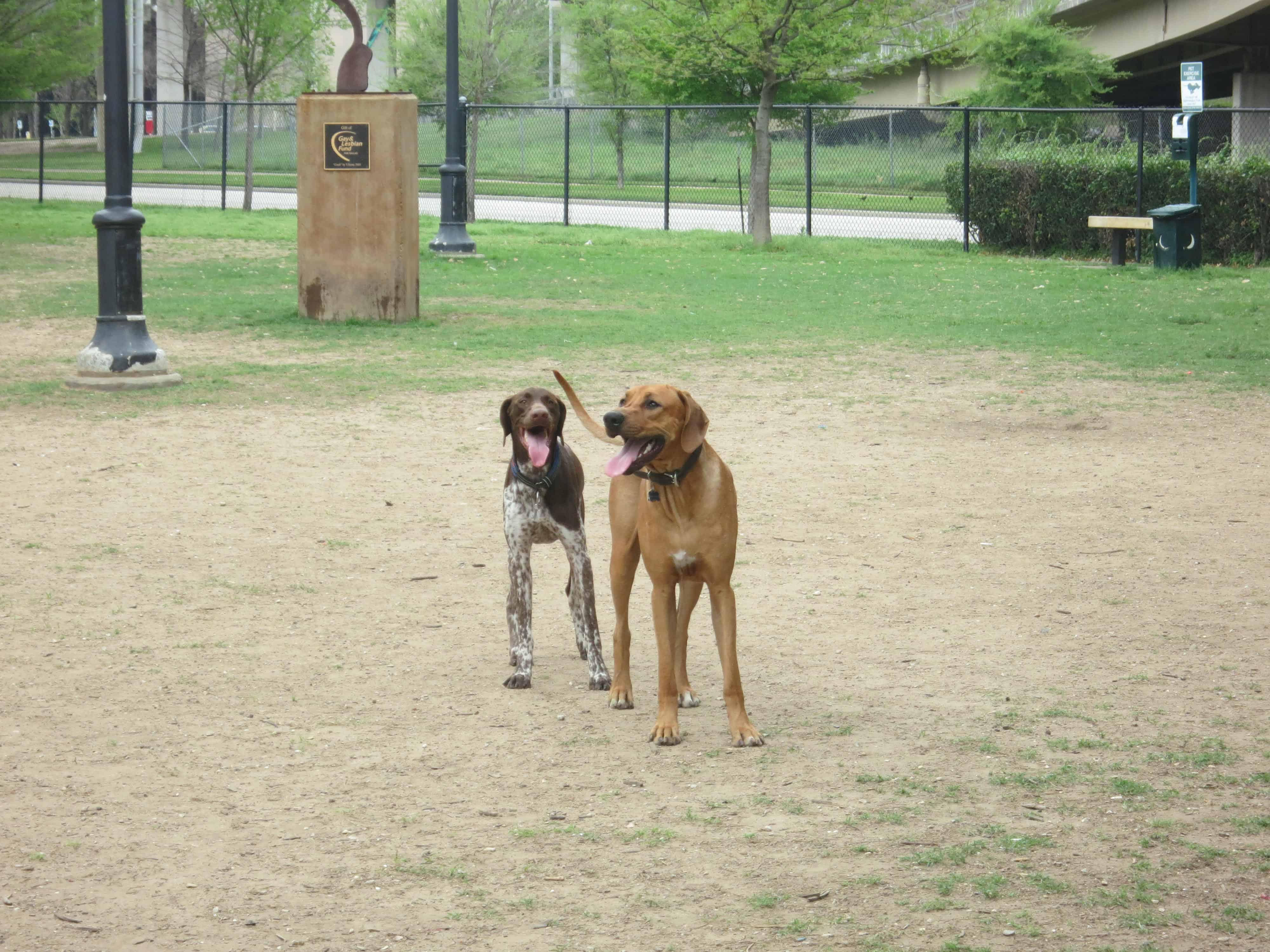 dog friendly dallas dog park