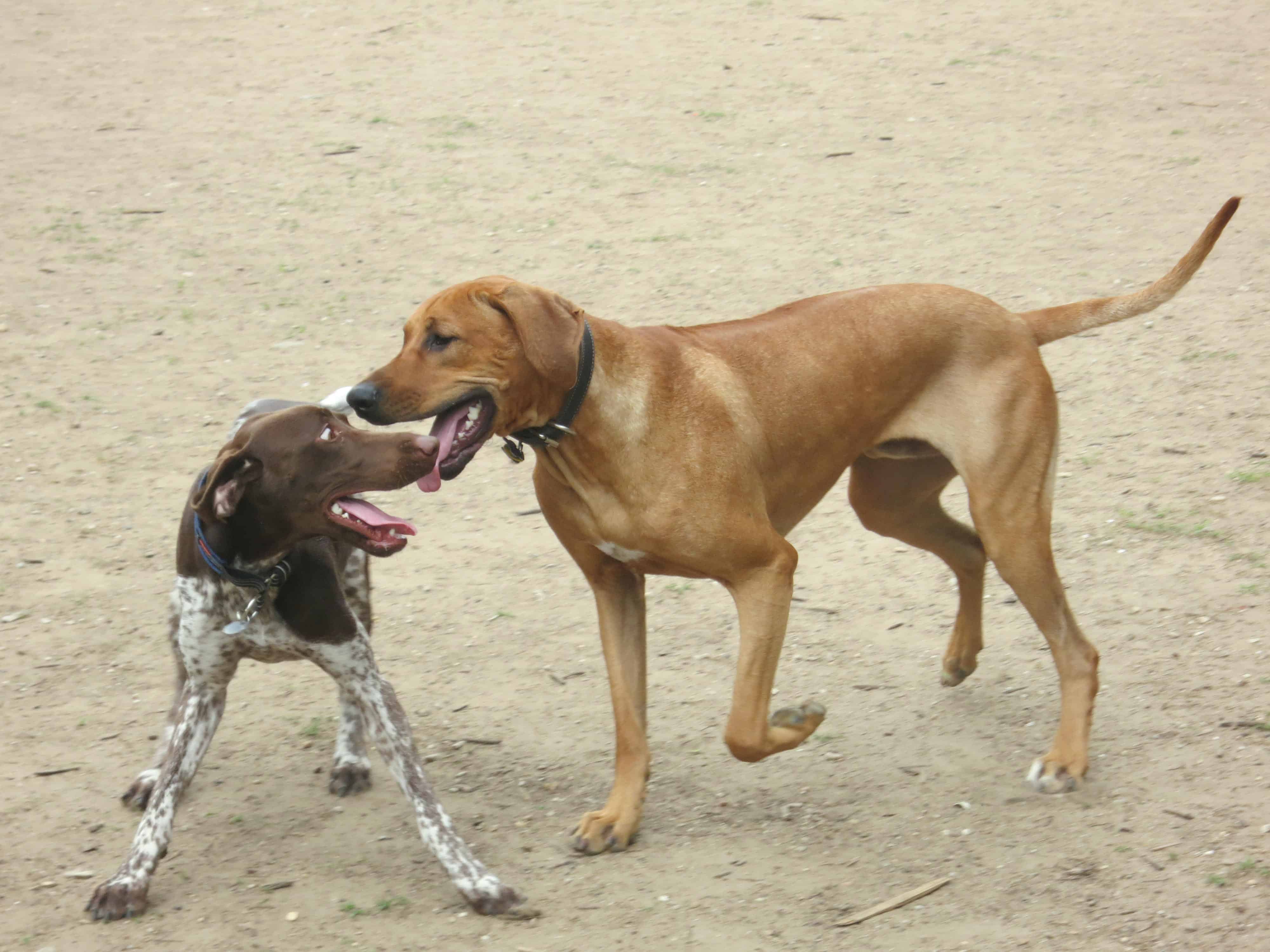 dog friendly dallas dog park