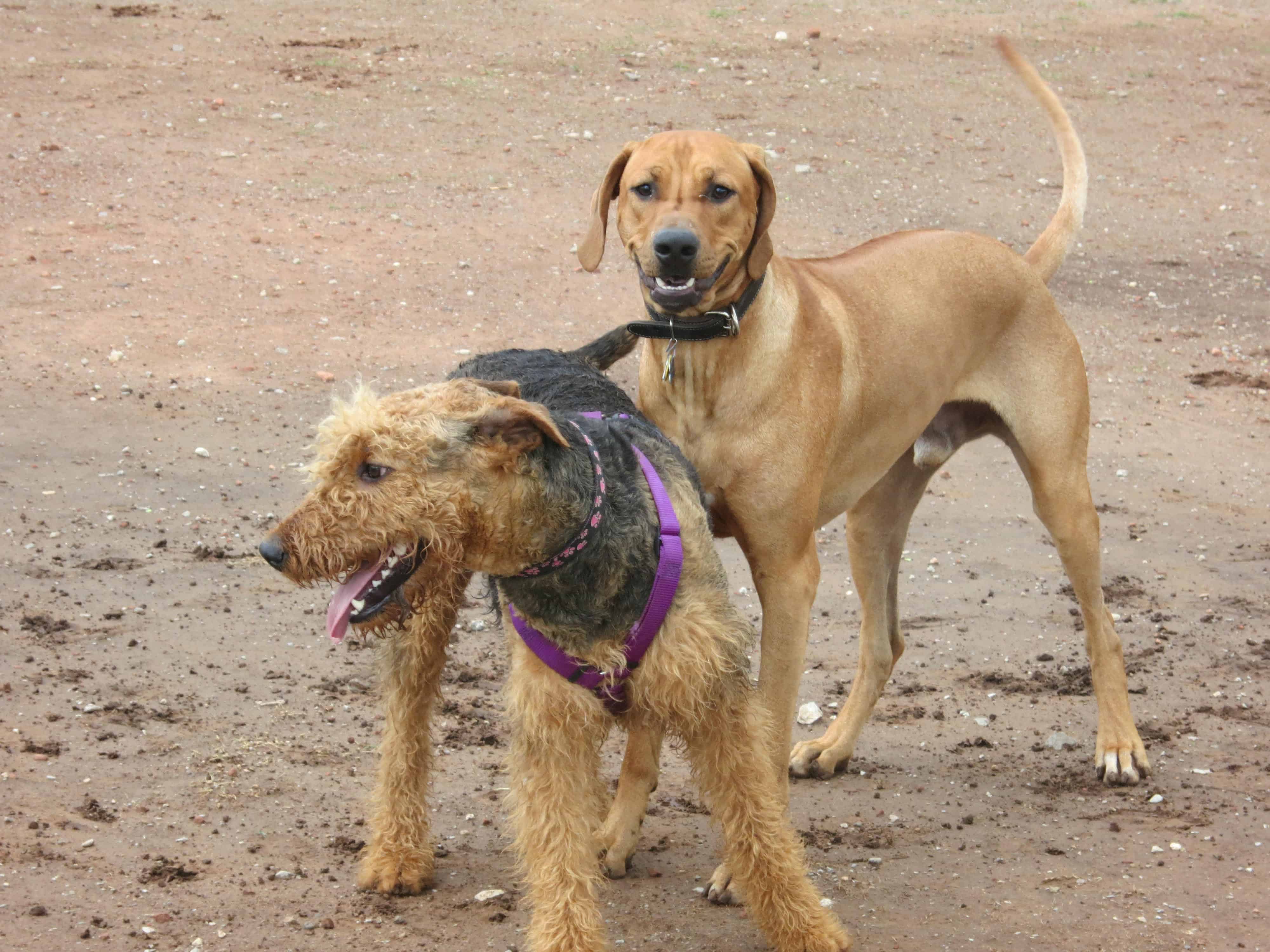 Rhodesian Ridgeback, adventure, dogs, marking our territory, petcentric, pet-friendly