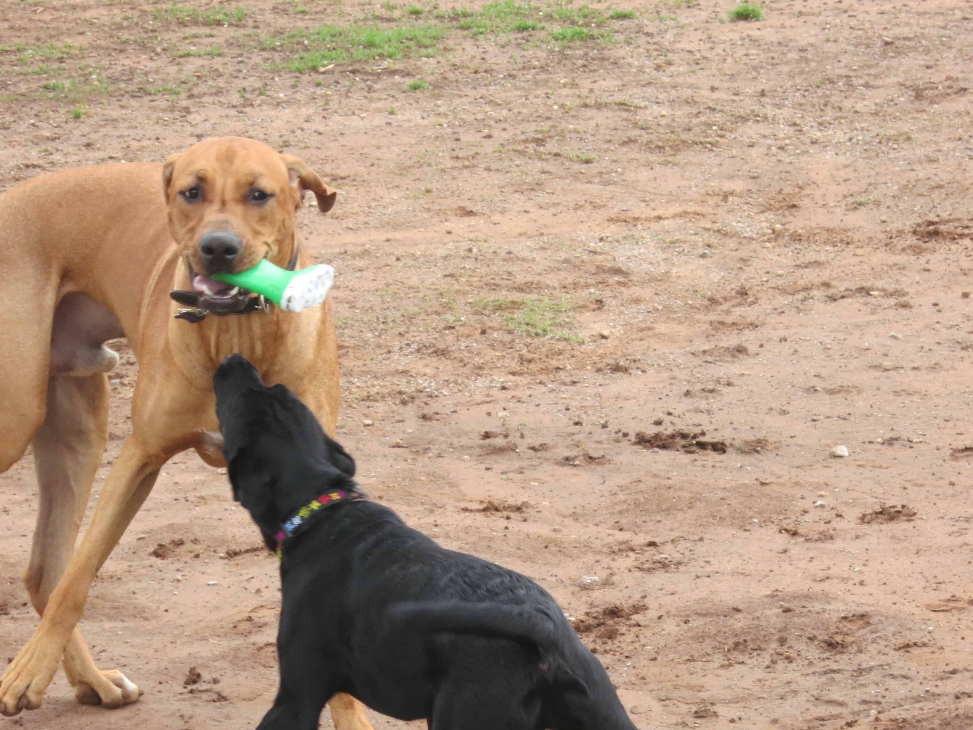 Rhodesian Ridgeback, adventure, dogs, marking our territory, petcentric, pet-friendly