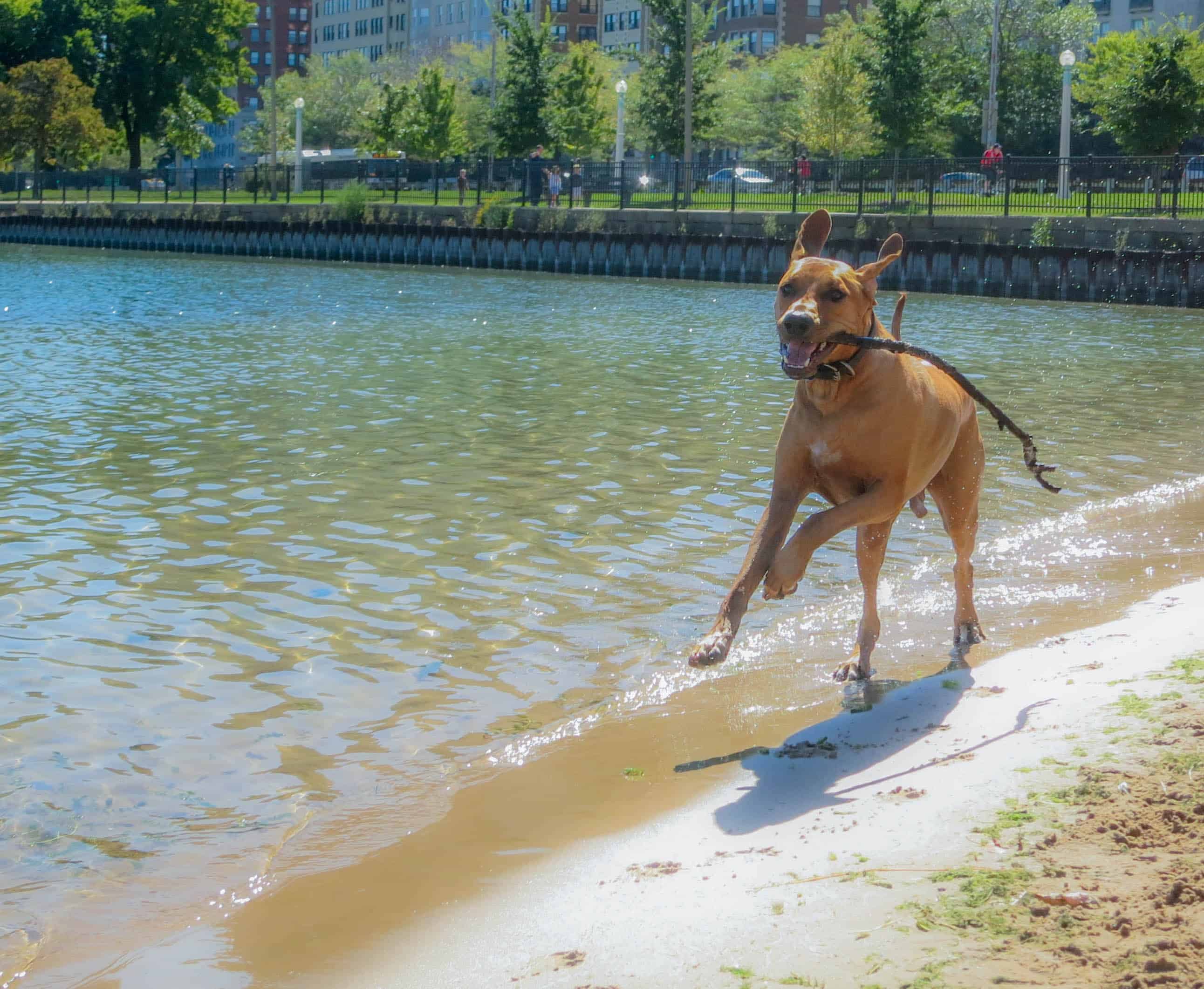 Rhodesian Ridgeback, adventure, marking our territory, dogs, petcentric