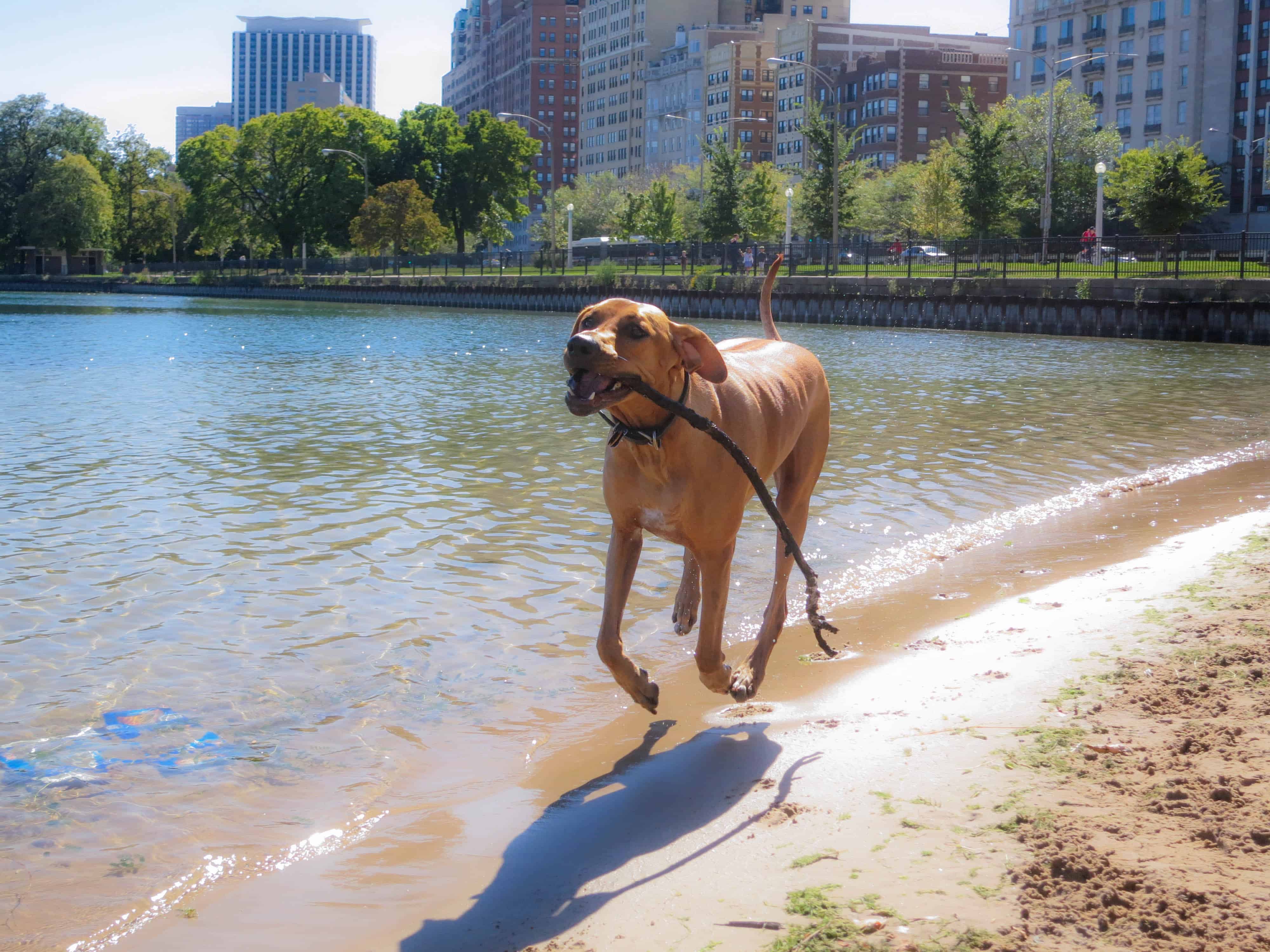 Rhodesian Ridgeback, adventure, marking our territory, dogs, petcentric
