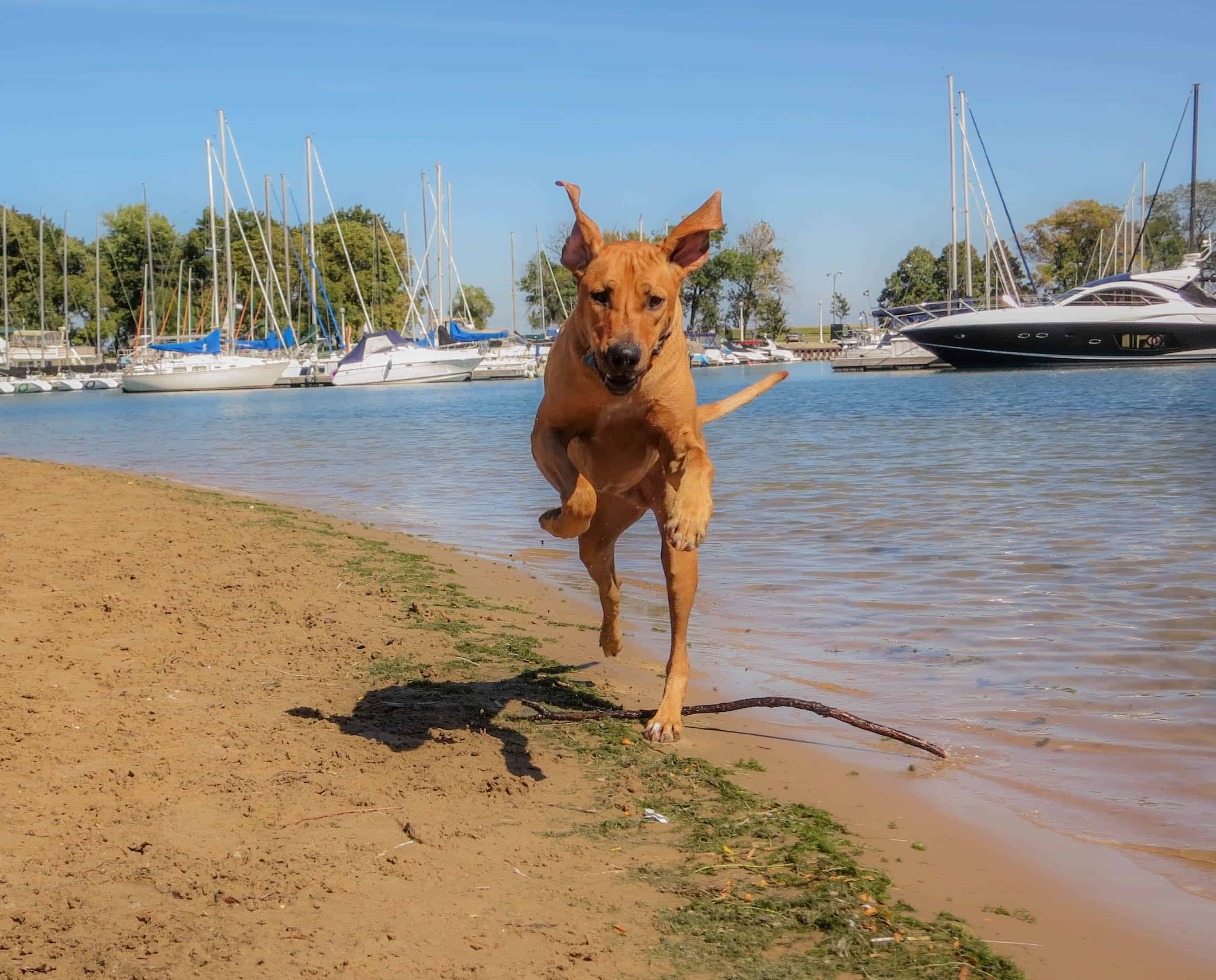 Rhodesian Ridgeback, adventure, marking our territory, dogs, petcentric