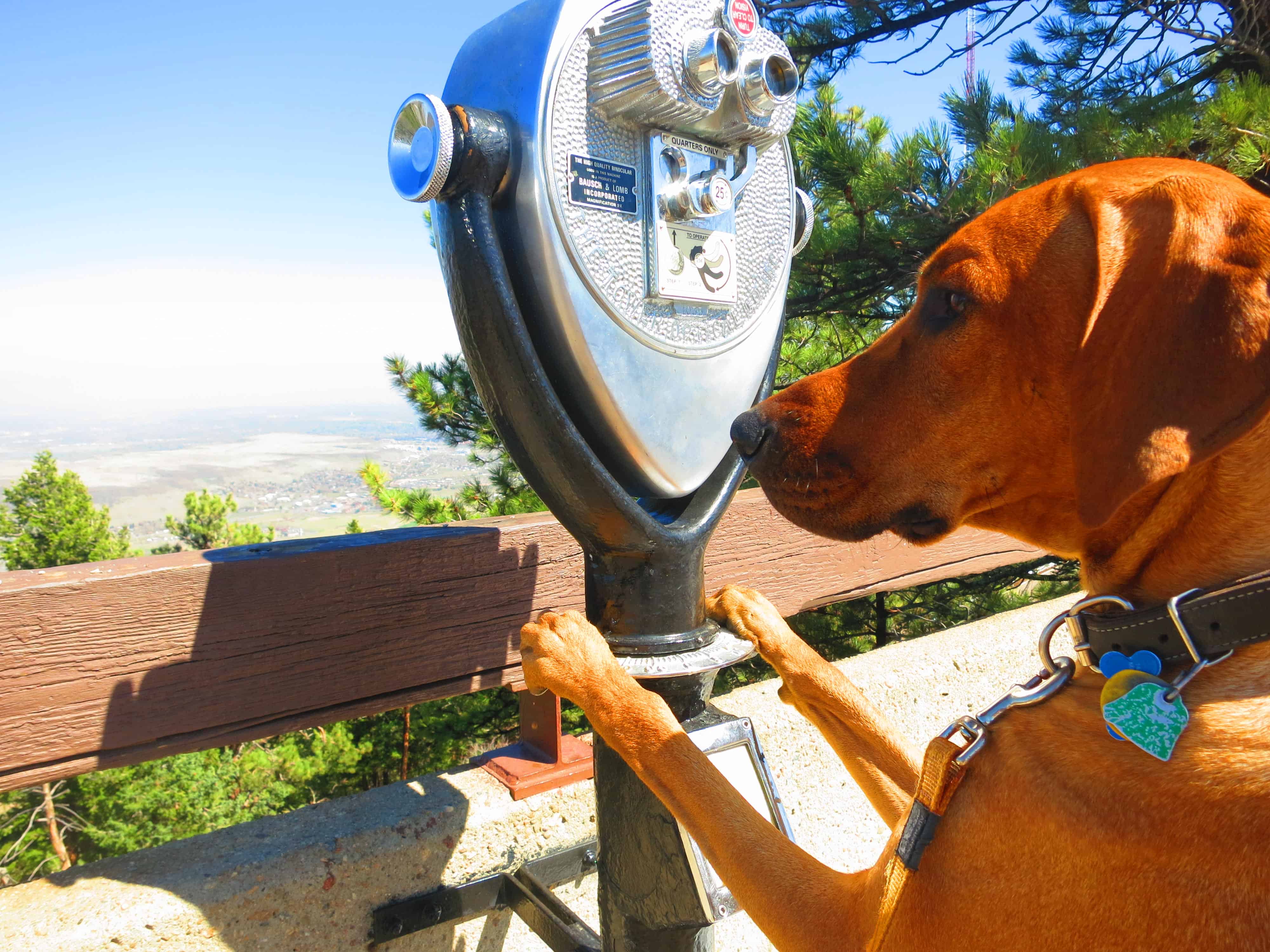 Rhodesian Ridgeback, pet adventure