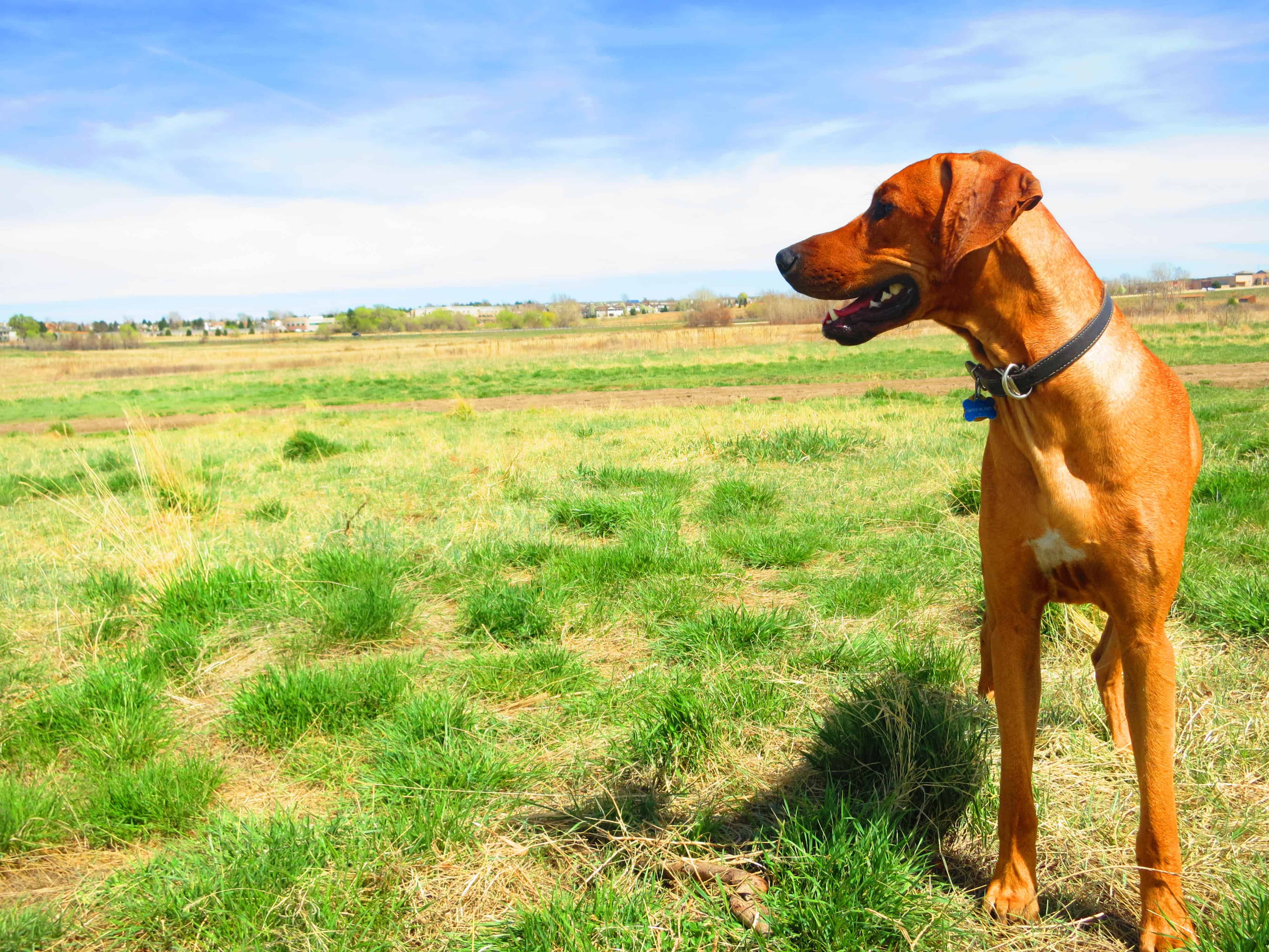 dog friendly denver