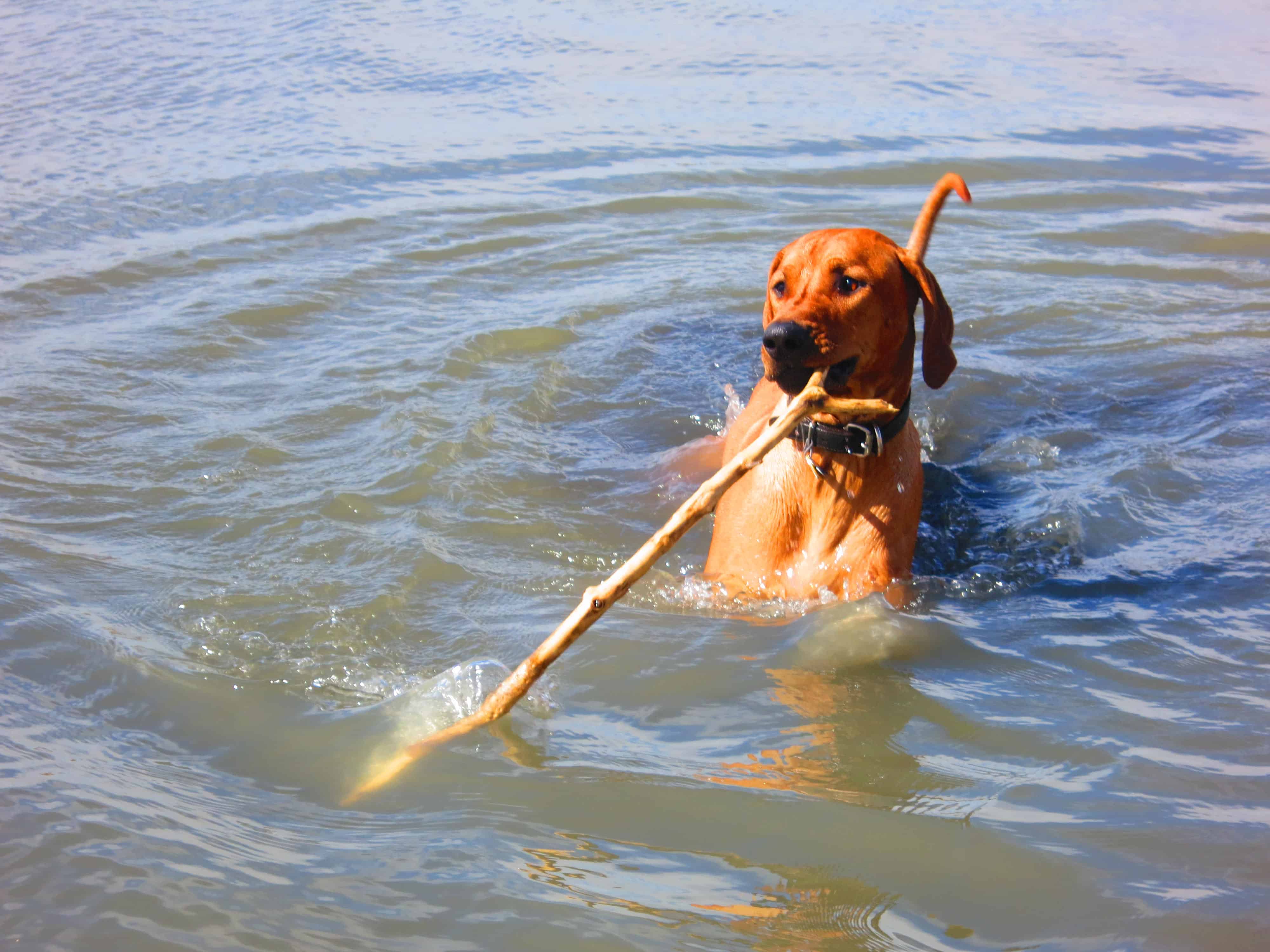 dog friendly denver