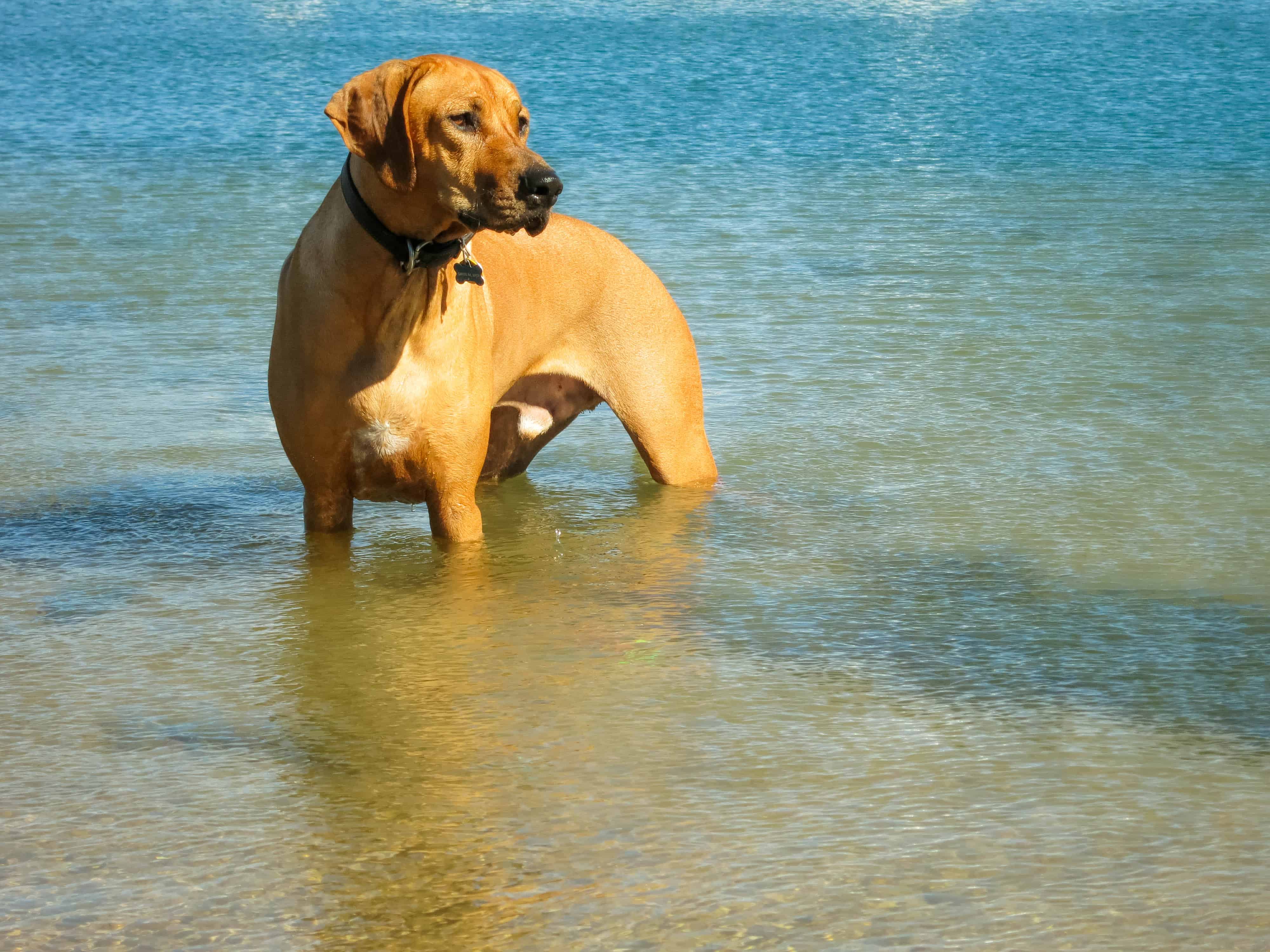 Rhodesian Ridgeback, adventure, marking our territory, dogs, funny