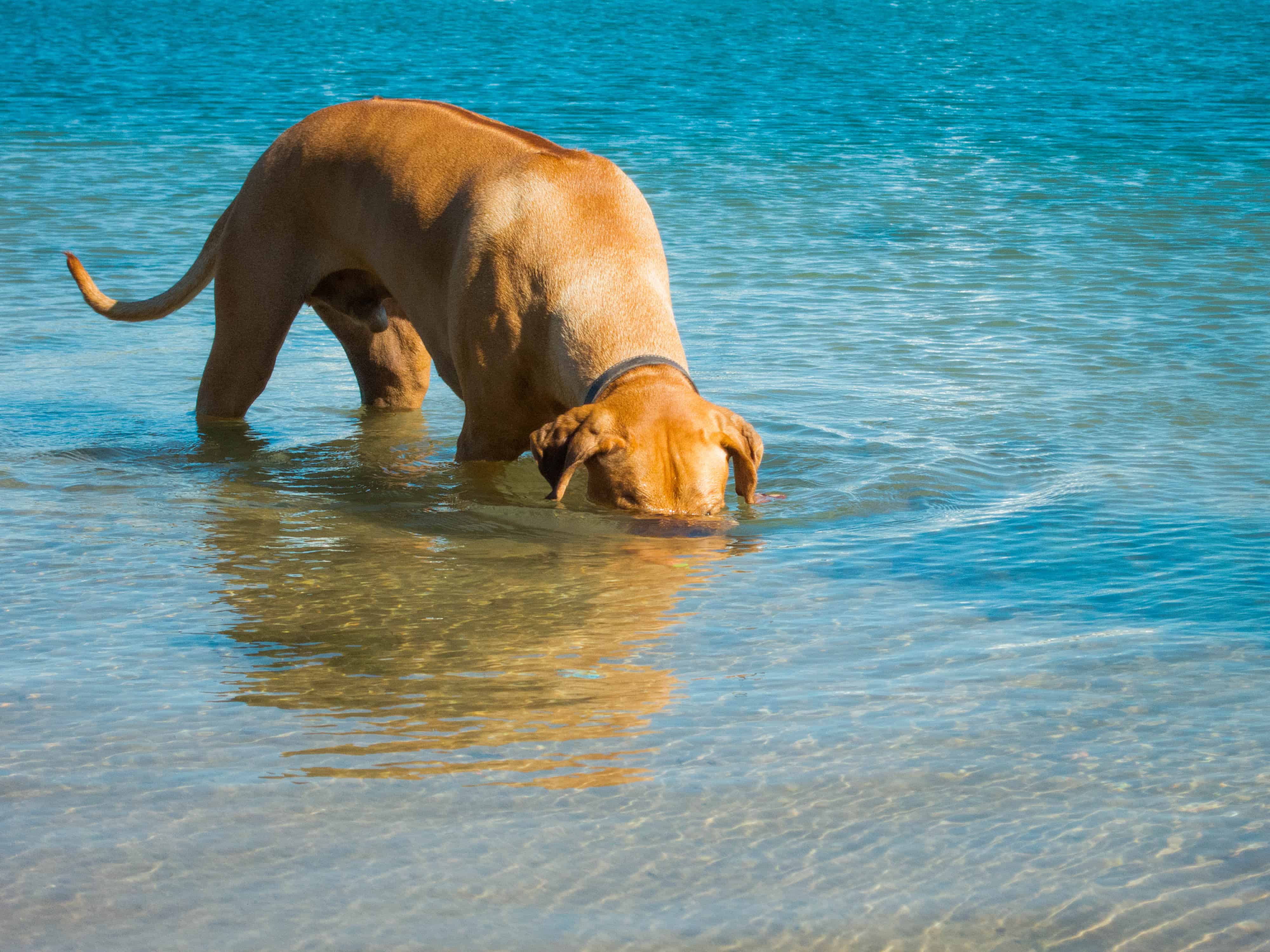 Rhodesian Ridgeback, adventure, marking our territory, dogs, funny