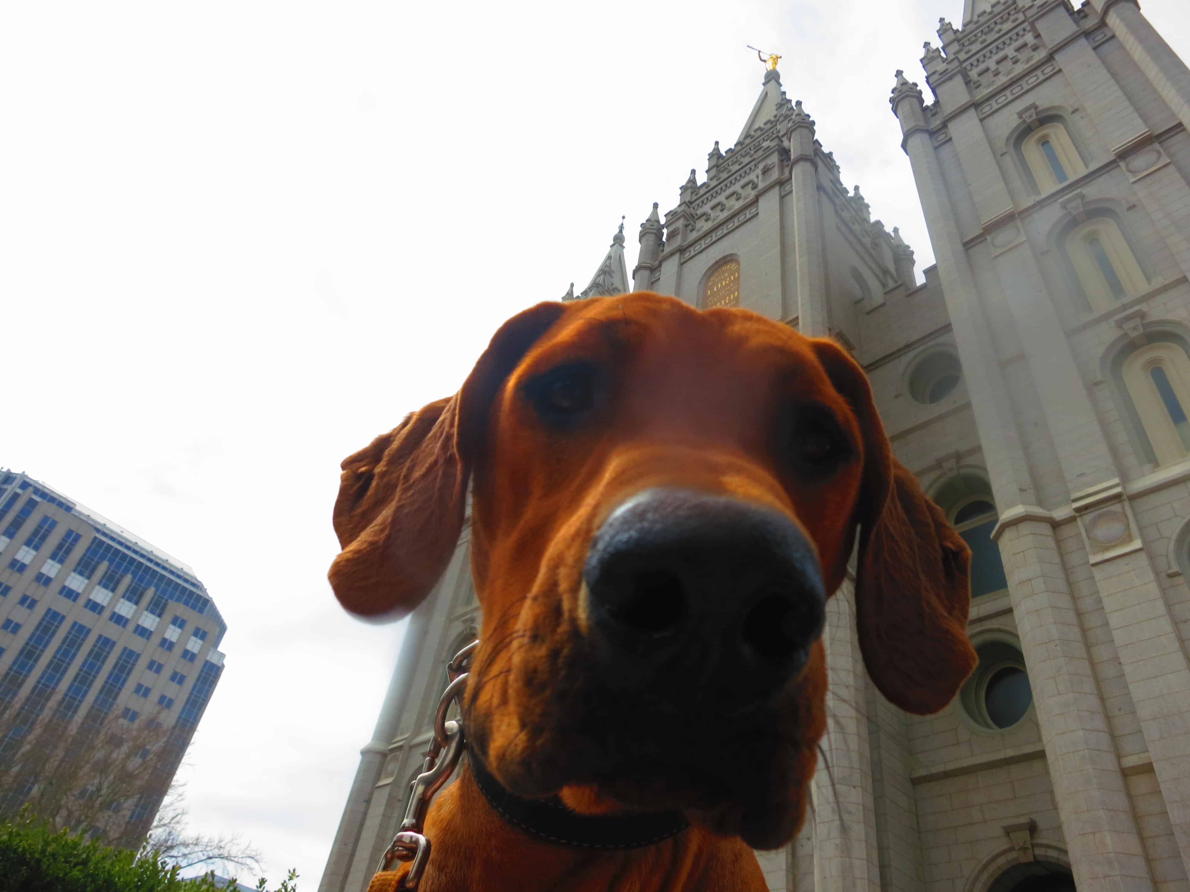 can i take my dog to temple square