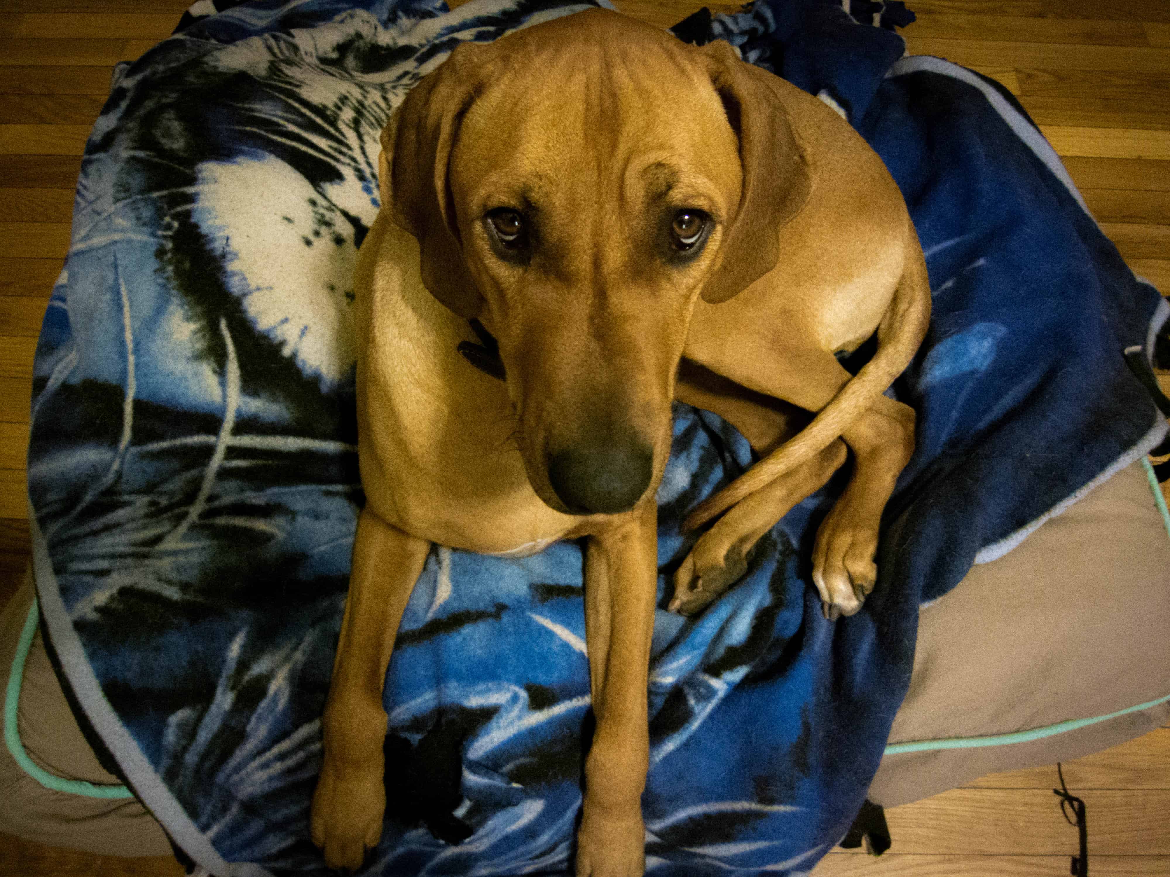 Rhodesian Ridgeback, dogs, puppies, dog blog, pet friendly, adventure, marking our territory