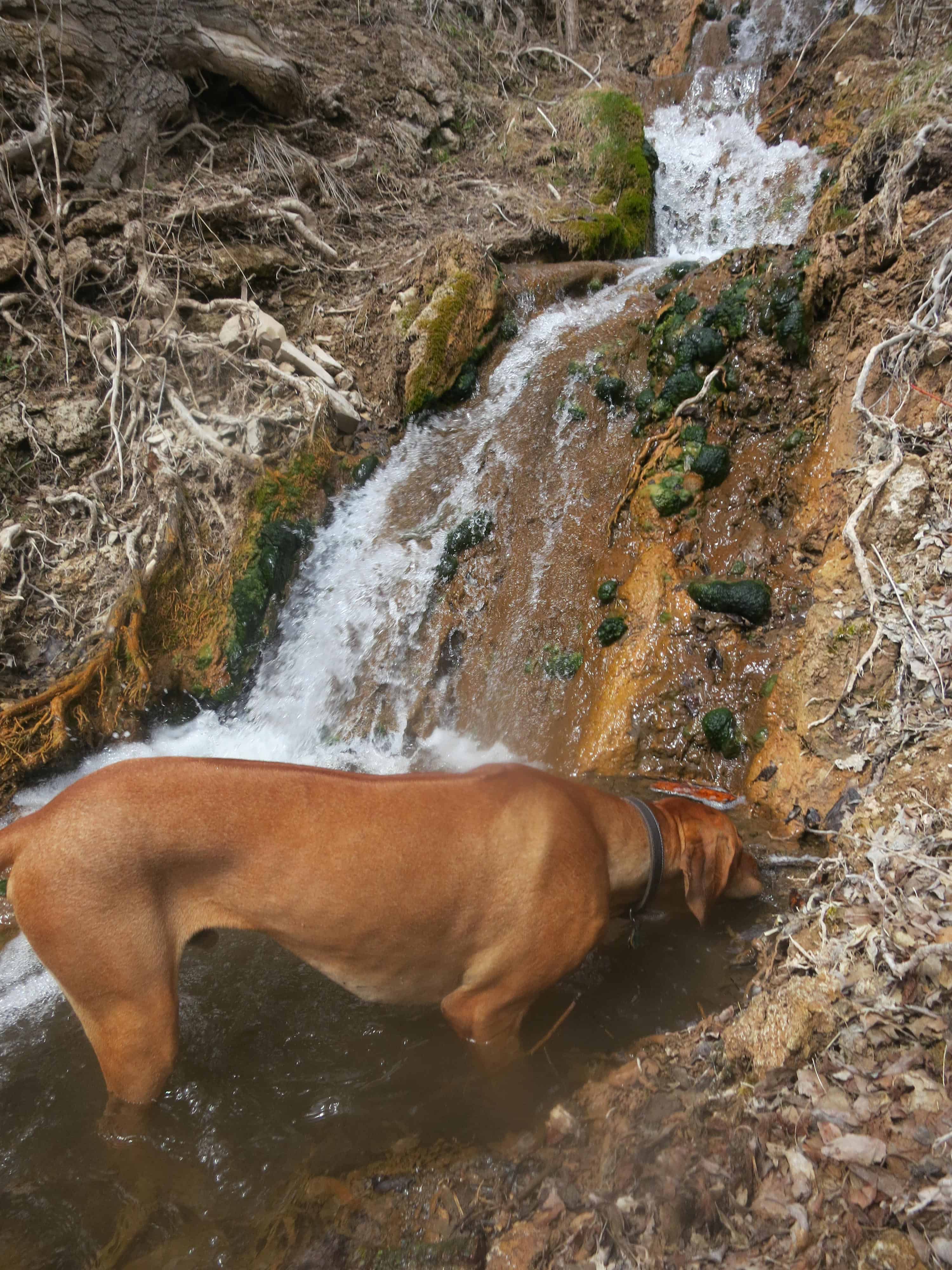 Millcreek canyon outlet dog days