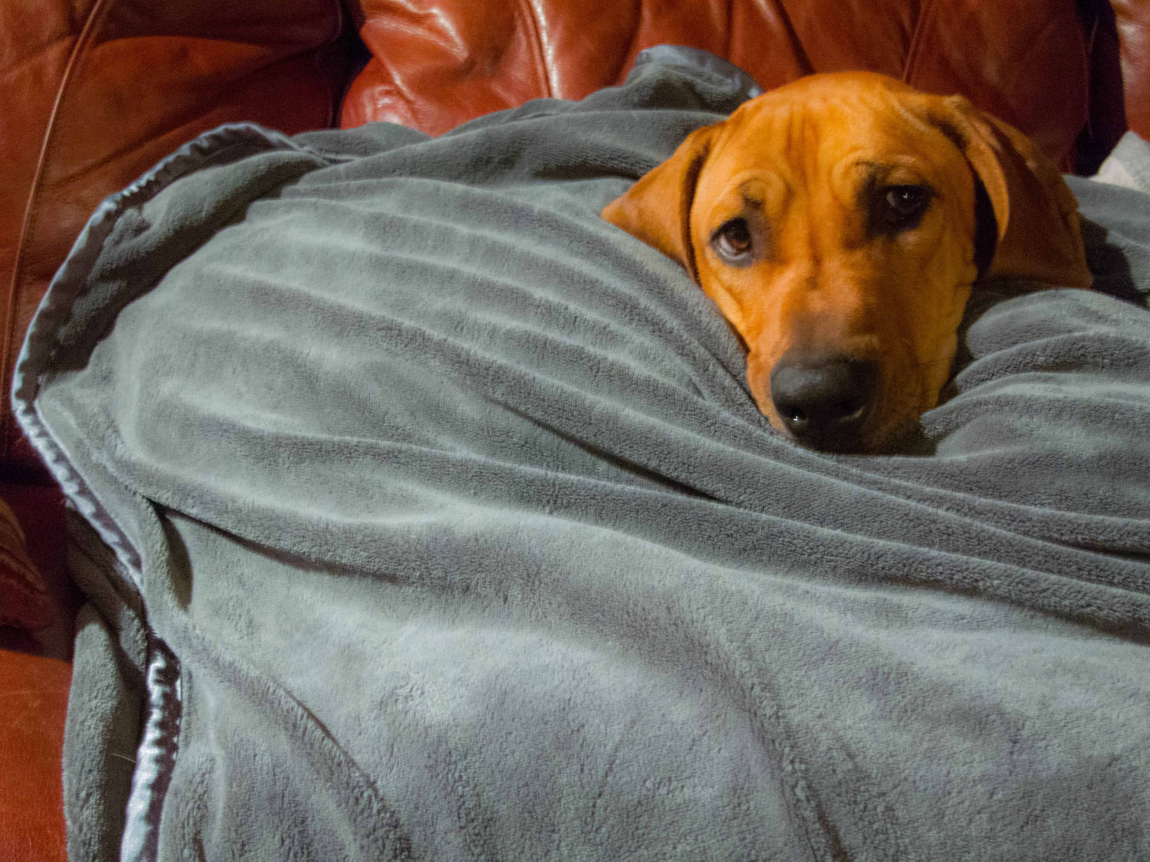 Rhodesian Ridgeback, adventure, marking our territory, dogs, dog blog, Eko