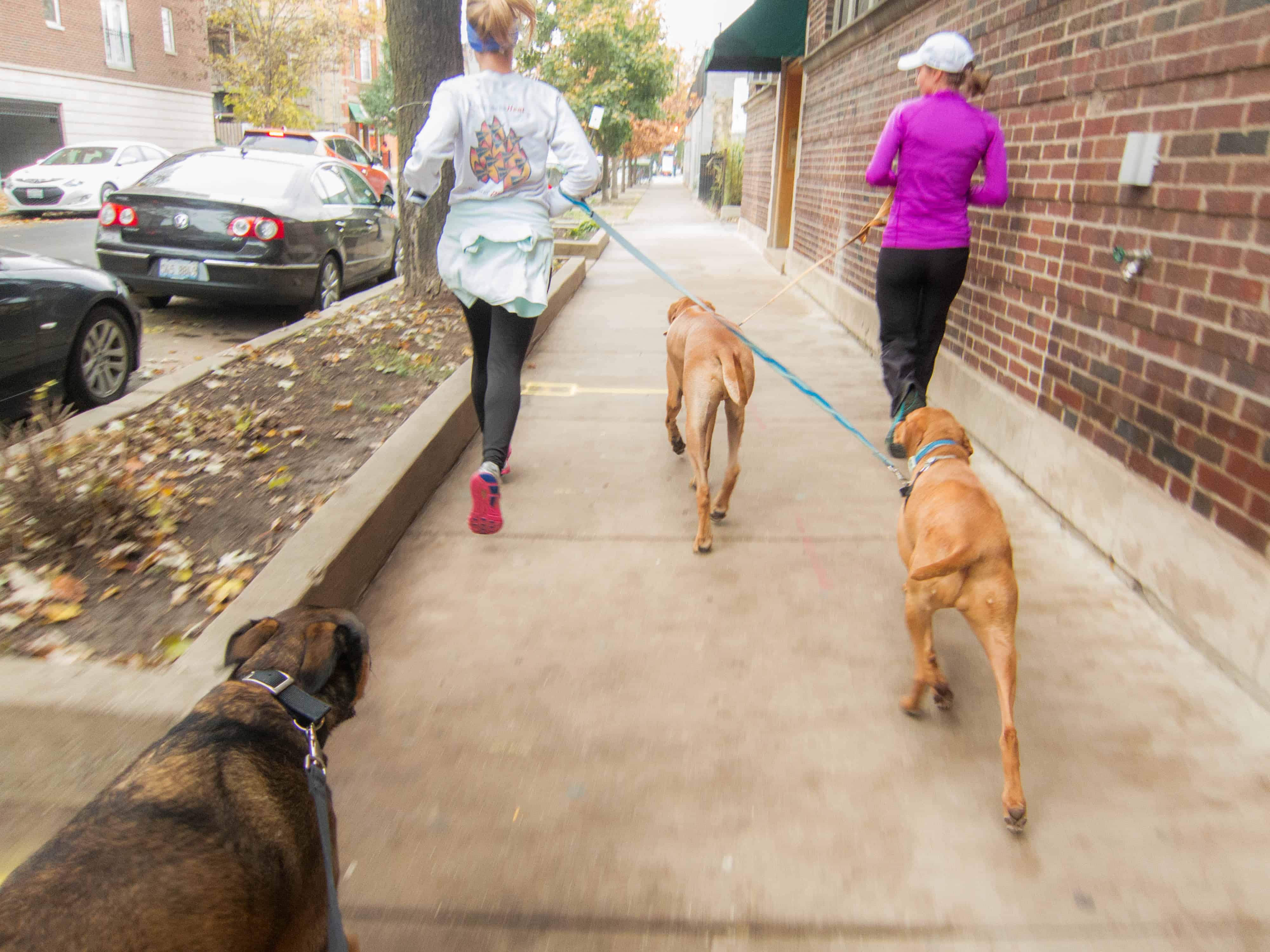 Rhodesian Ridgeback, adventure, marking our territory, eko, dogs, photos, dog blog