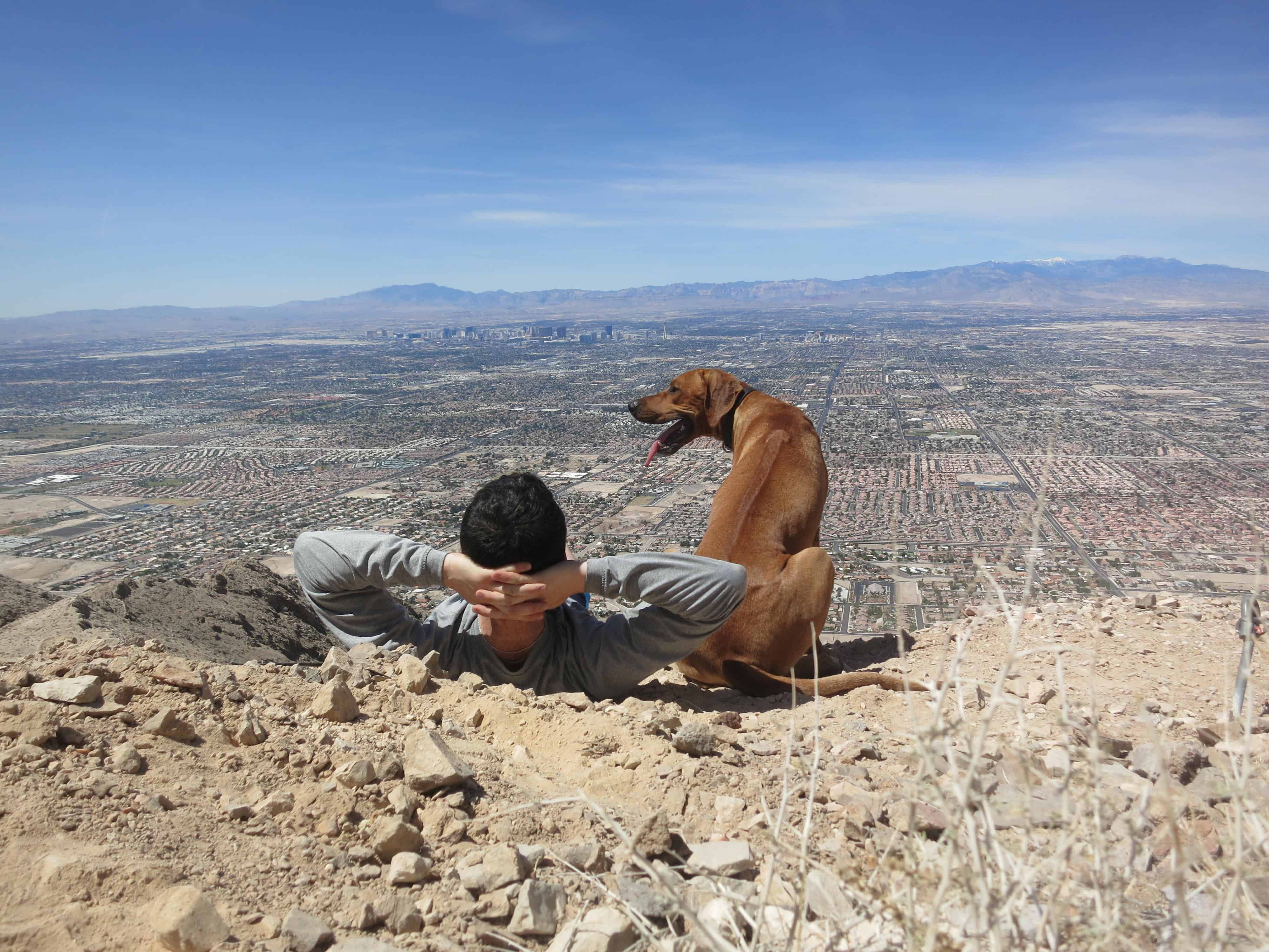 Rhodesian Ridgeback, dog blog