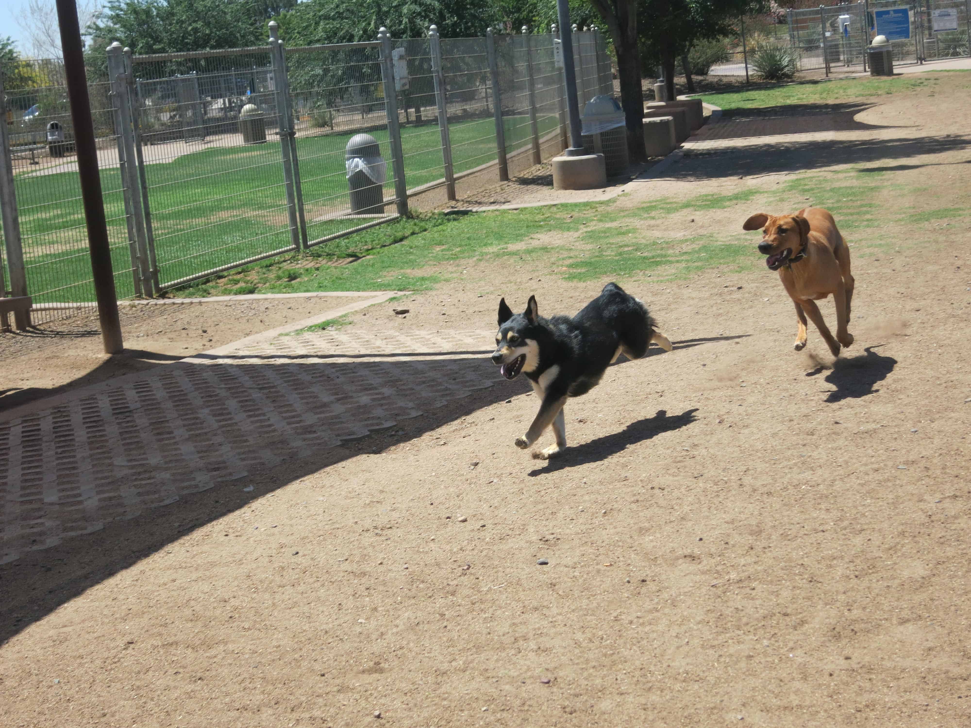 Dog Friendly Phoenix: Chaparral Dog Park - Marking Our Territory