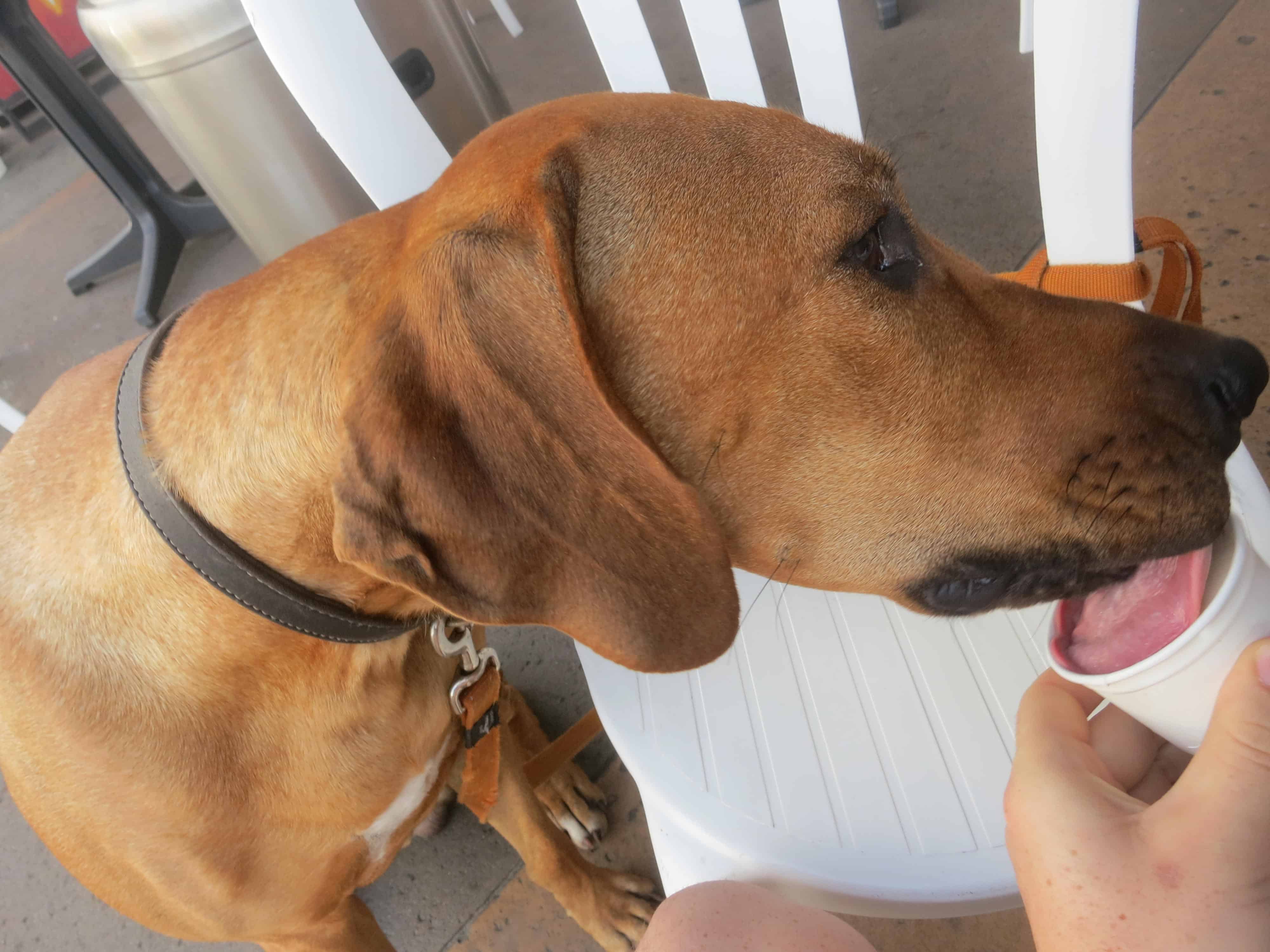 rhodesian ridgeback, pet friendly blog