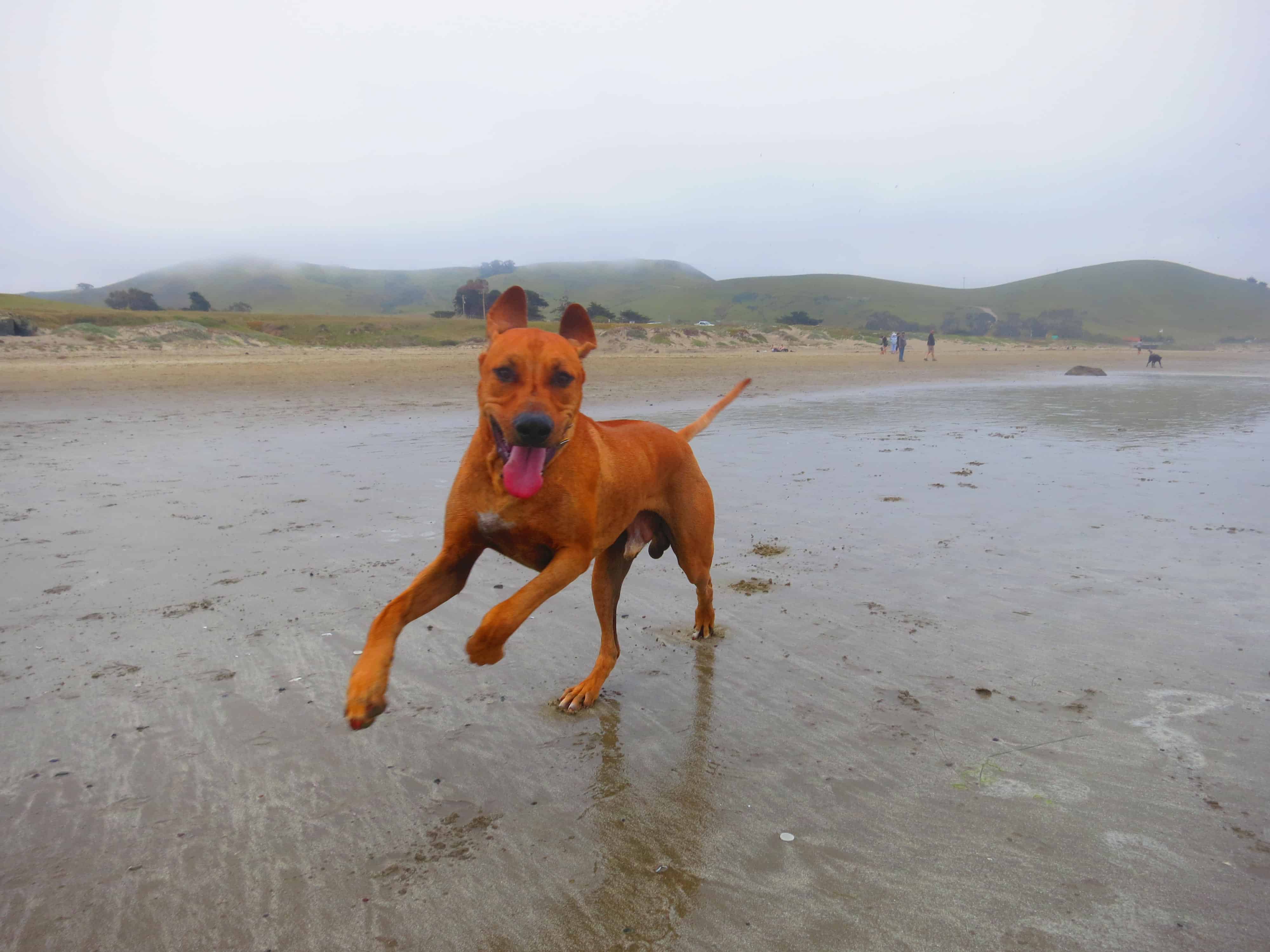 dog friendly beach california