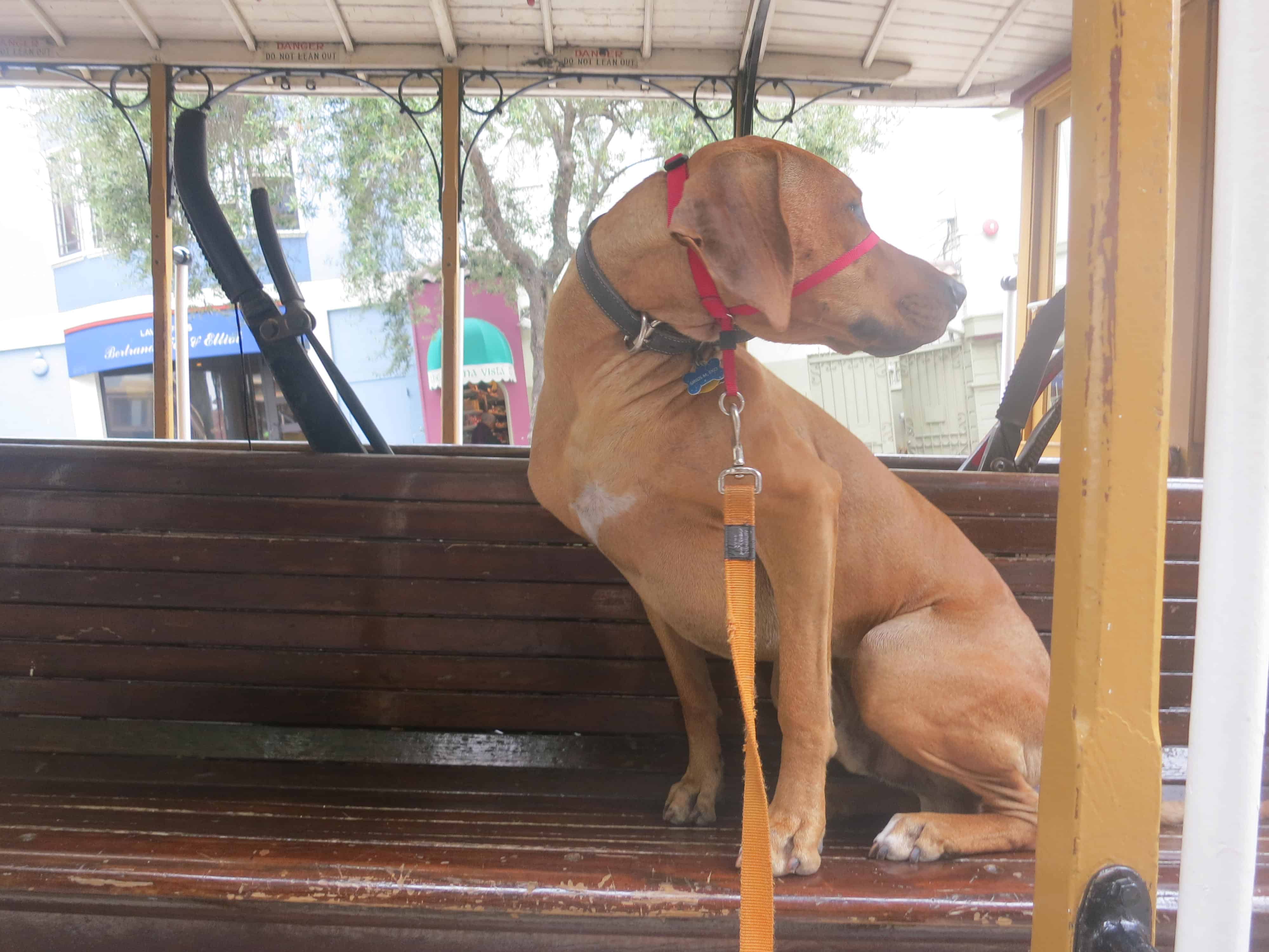 are dogs allowed on cable cars in san francisco