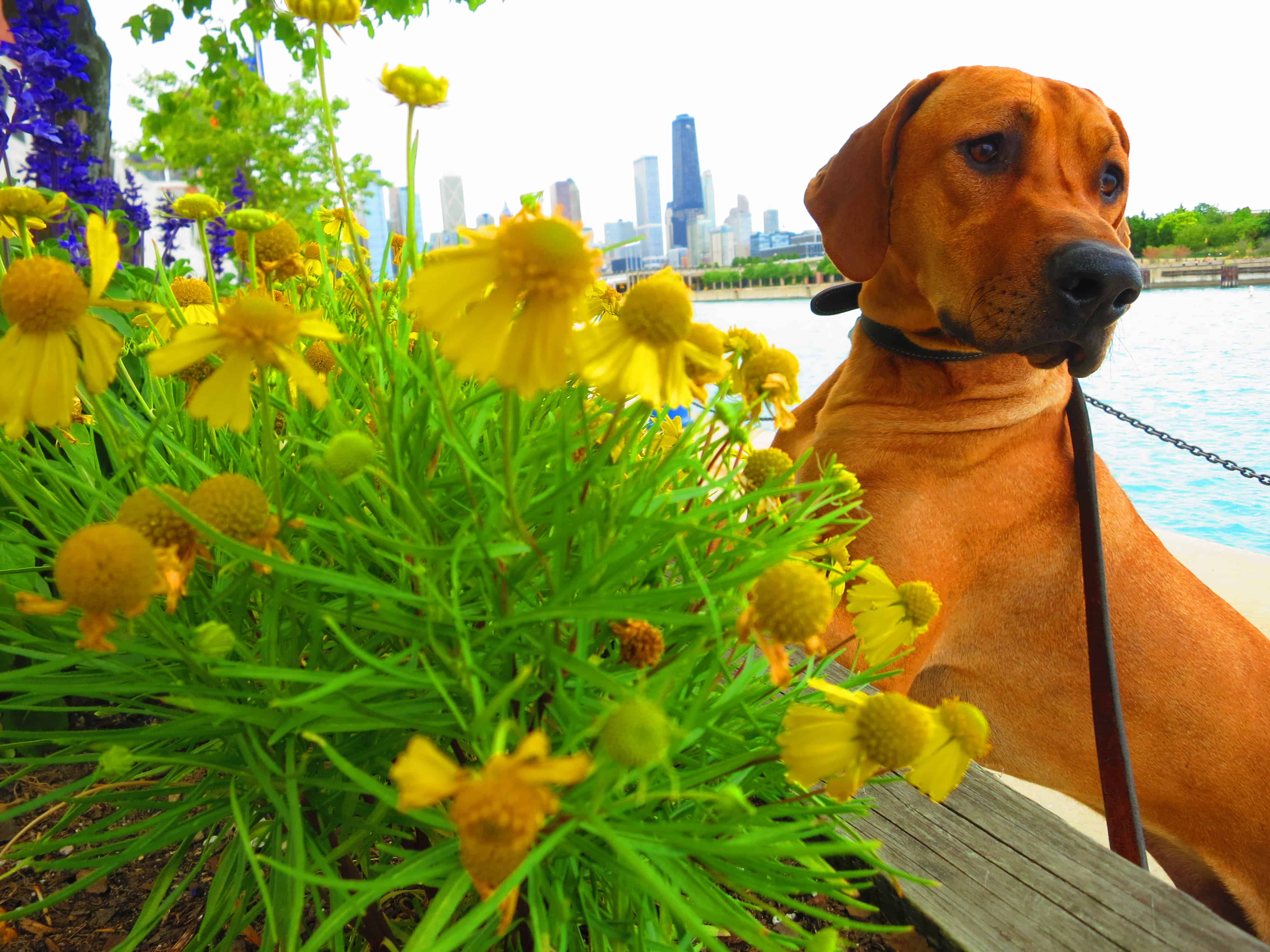 dog friendly chicago