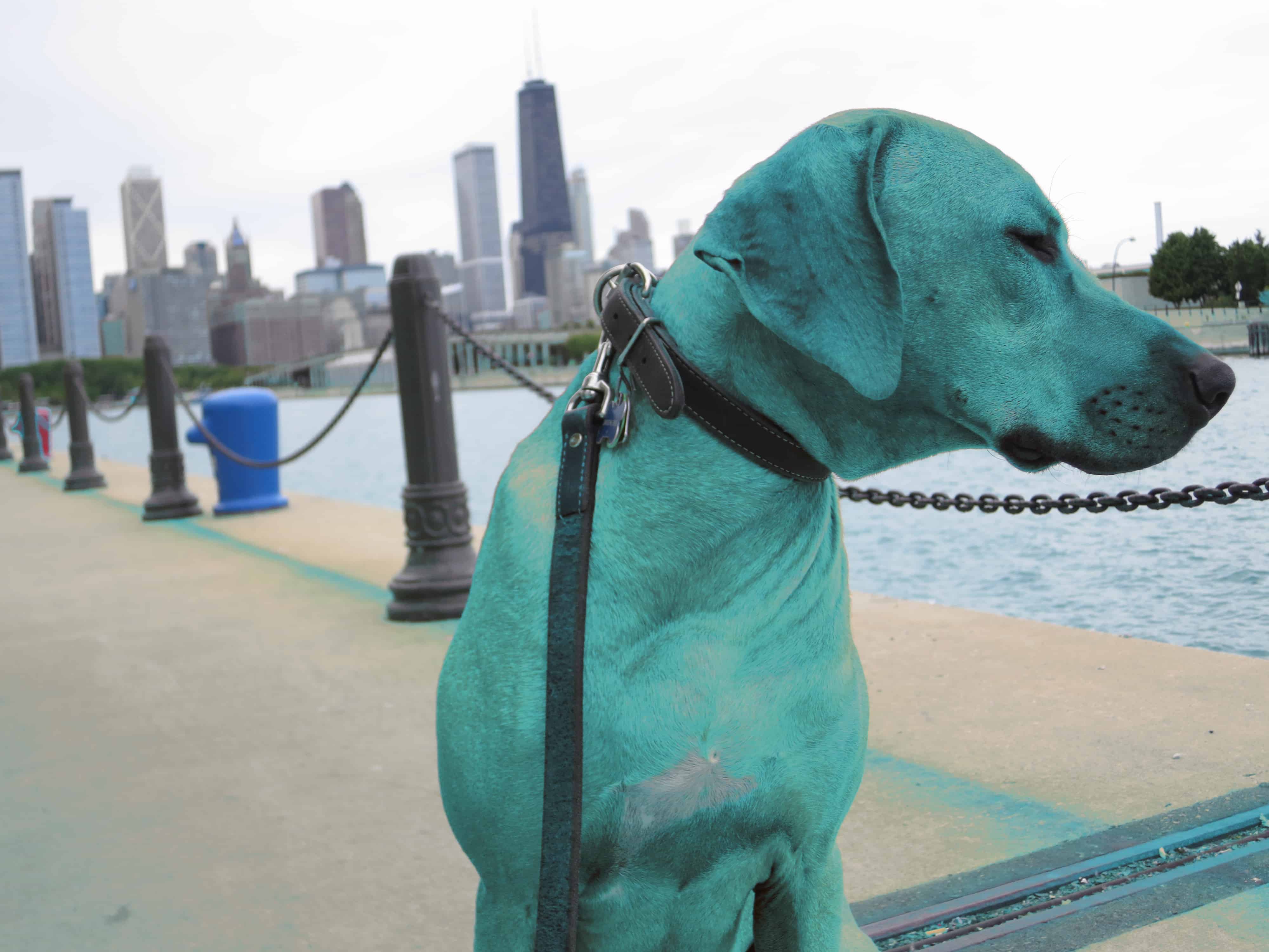 dog friendly chicago