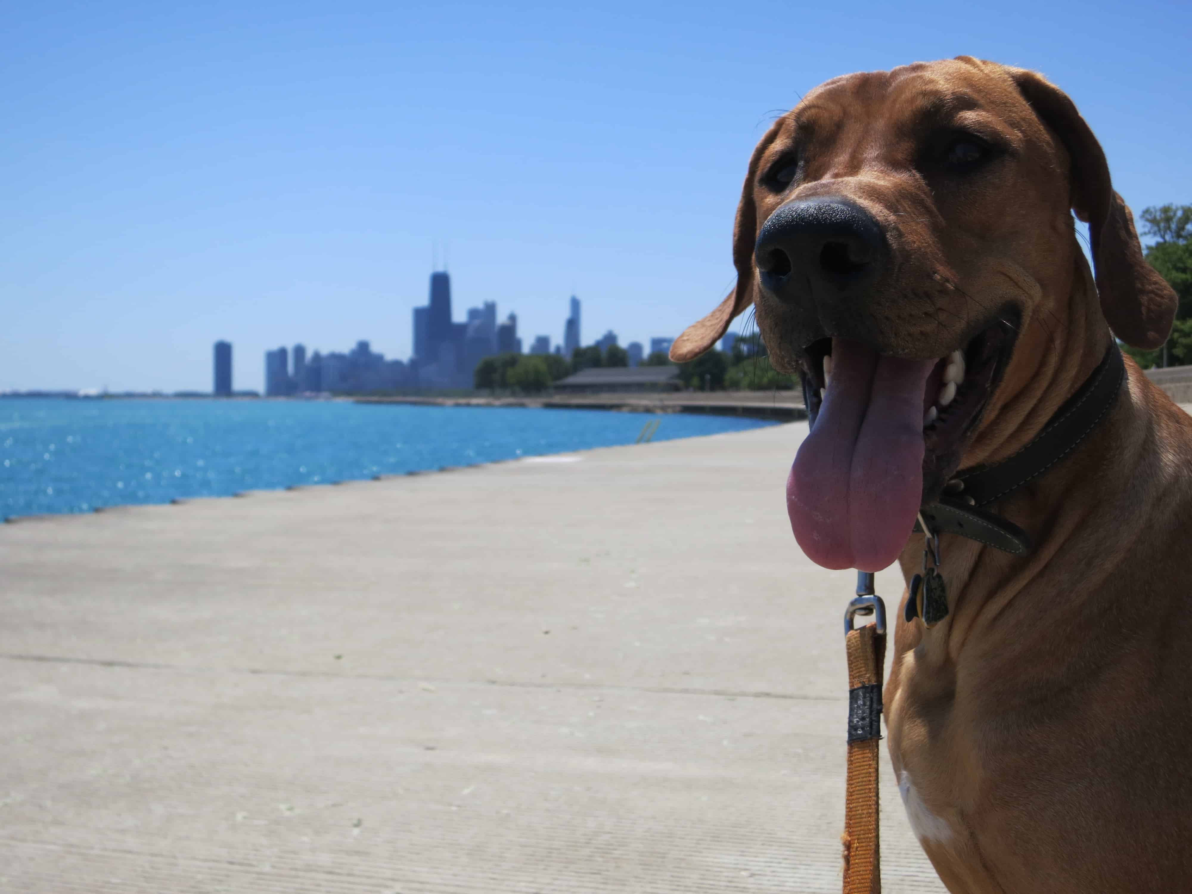 dog friendly chicago