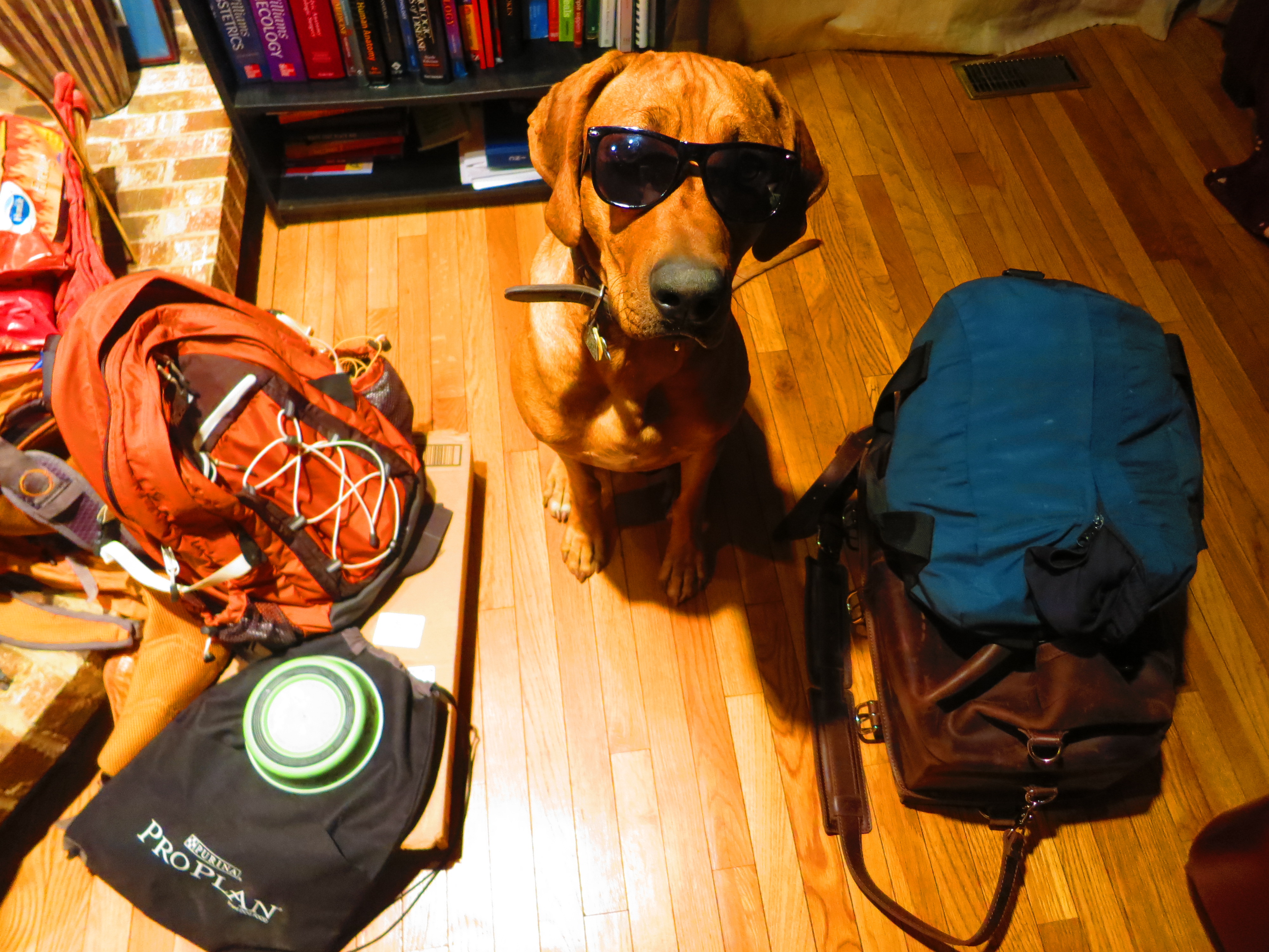 dog friendly travel