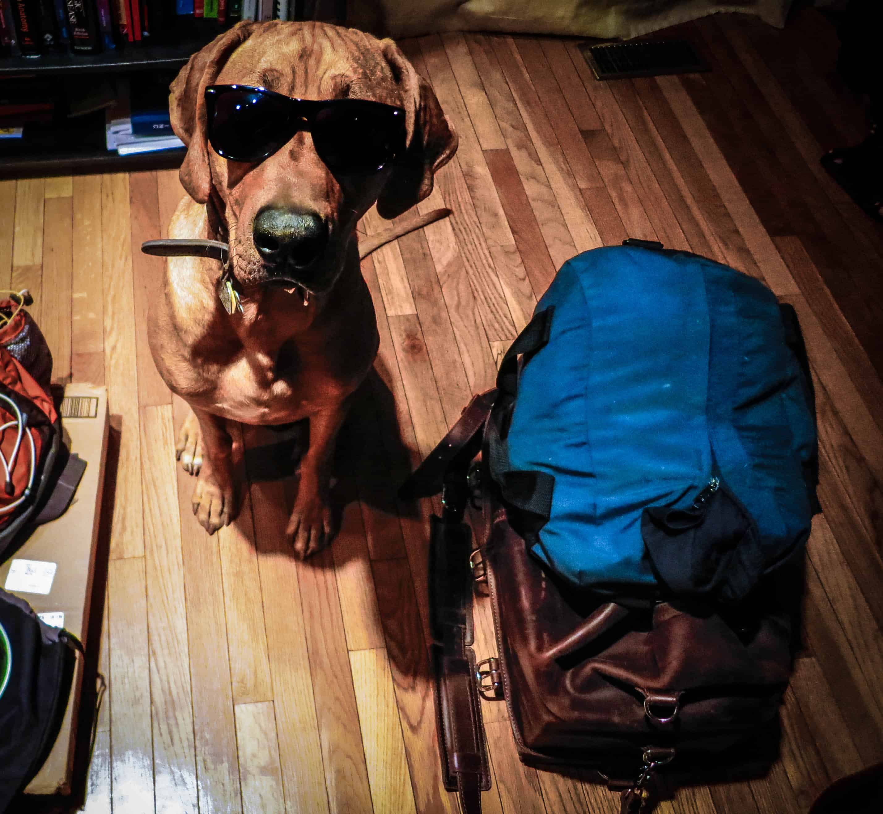 Rhodesian Ridgeback, dog adventure, traveling with you dog, pet friendly travel, dog photos