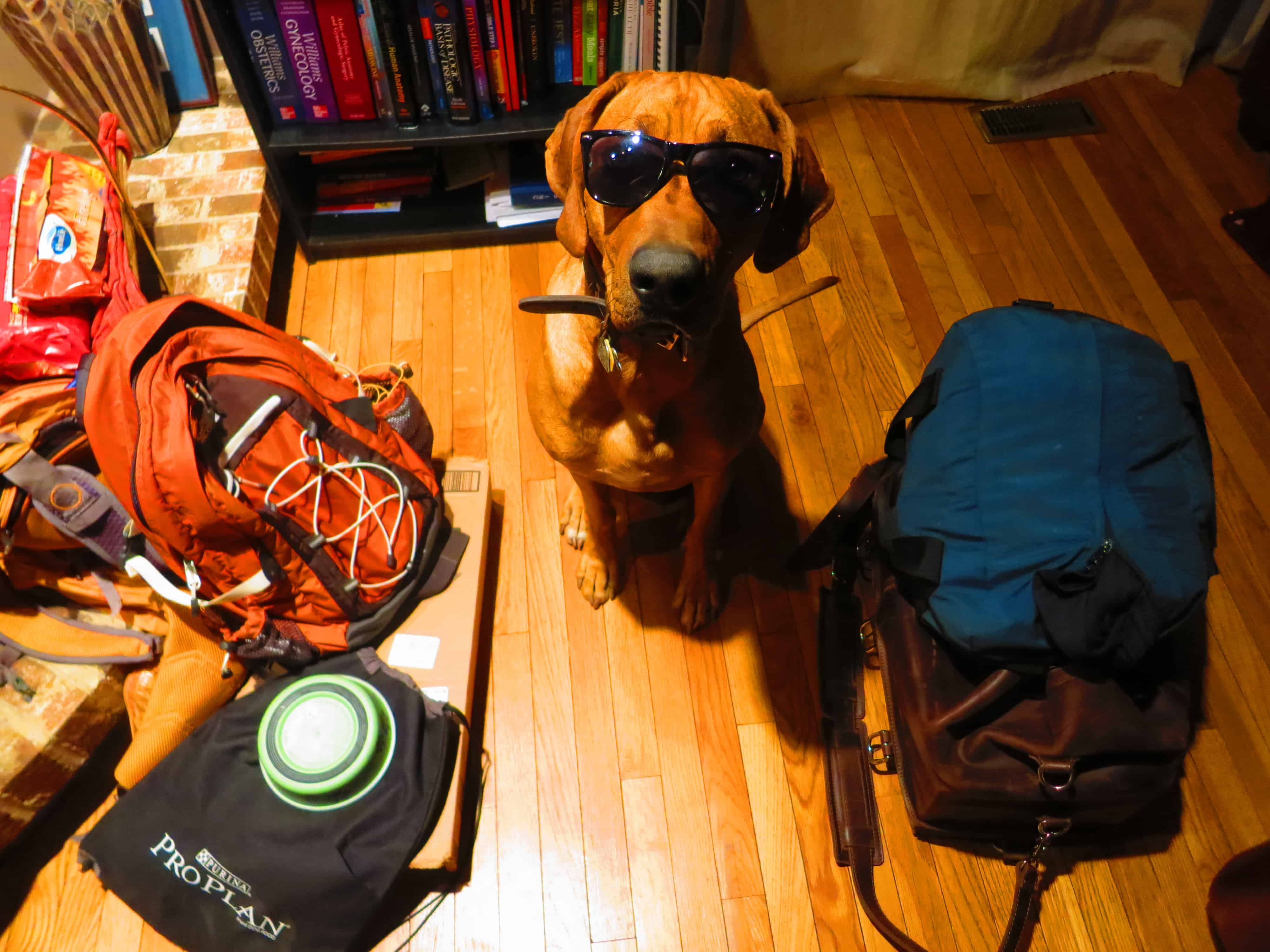 Rhodesian Ridgeback, pet adventure