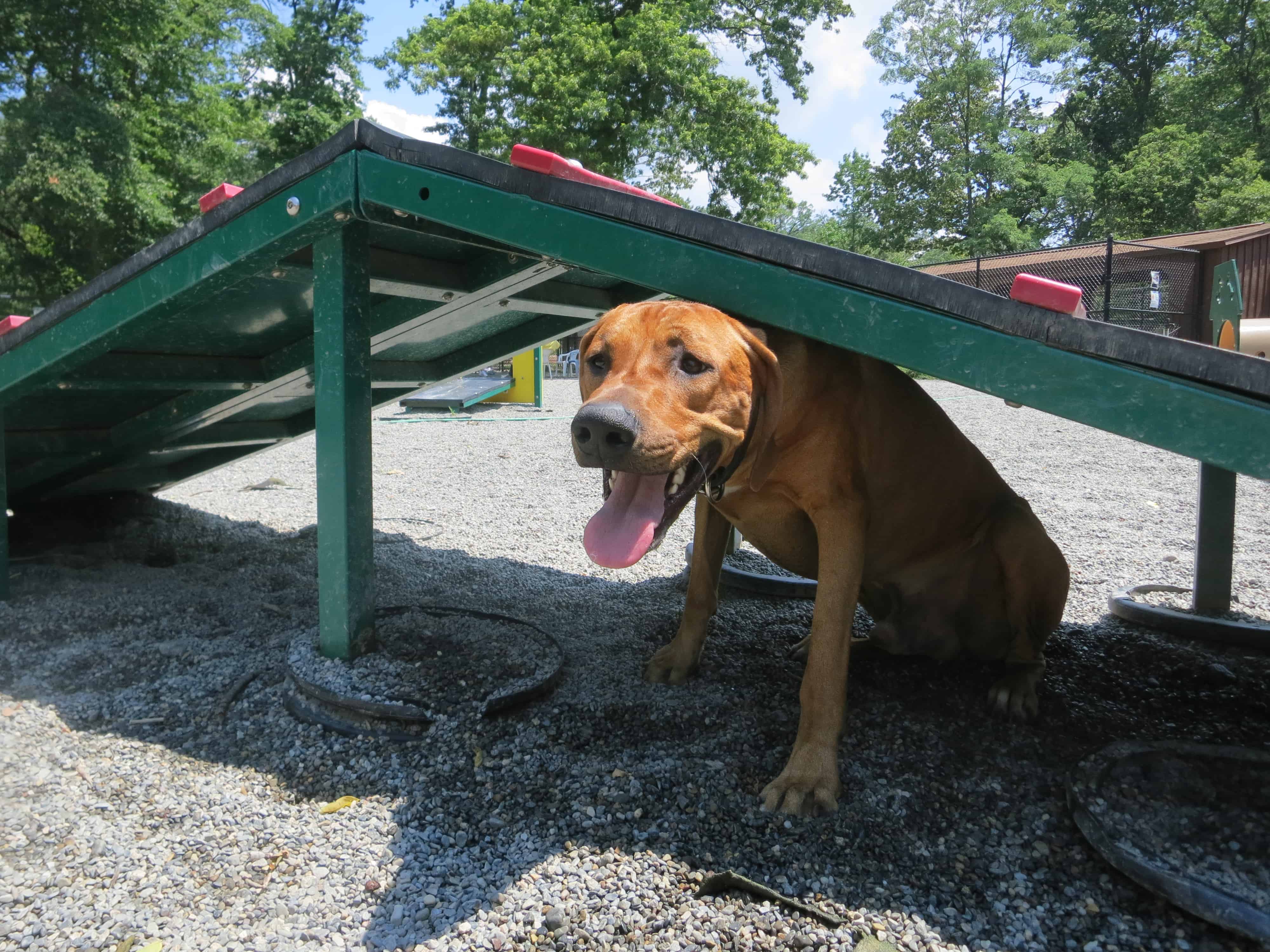 dog friendly road trip