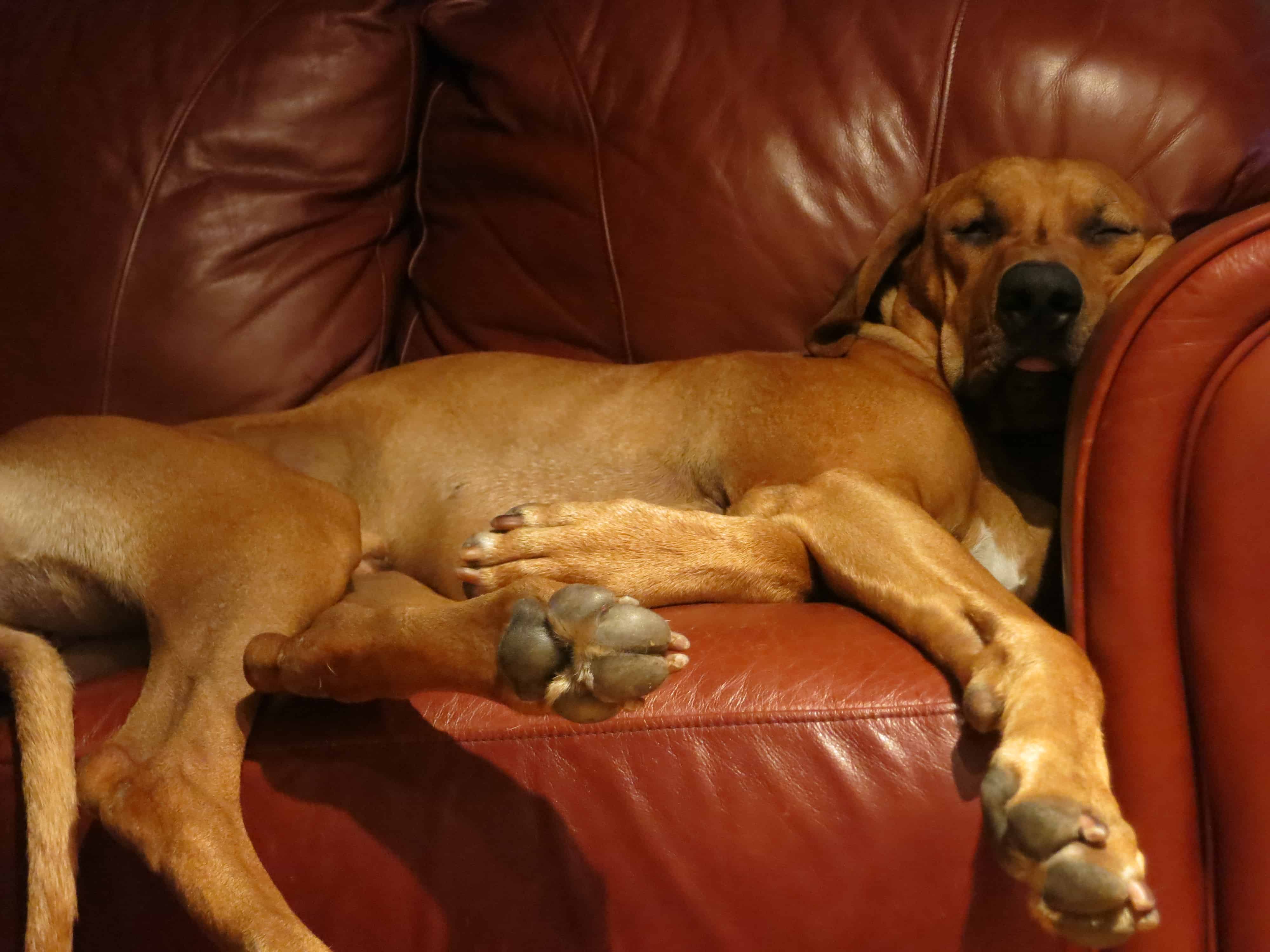 pet adventure, rhodesian ridgeback, dog blog