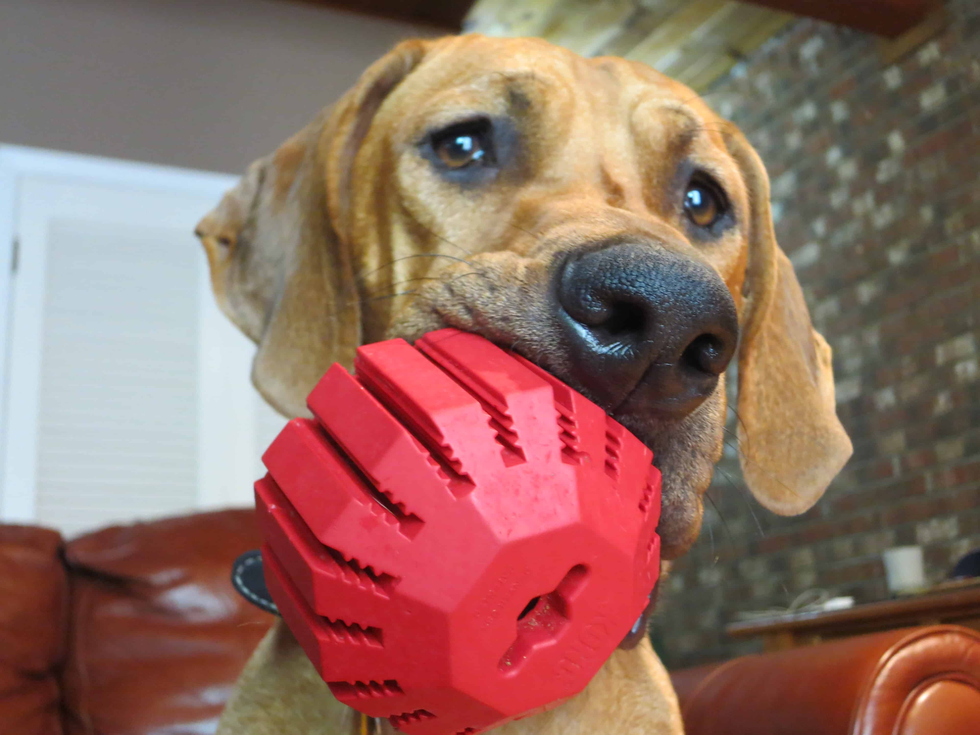 Rhodesian Ridgeback, pet adventure