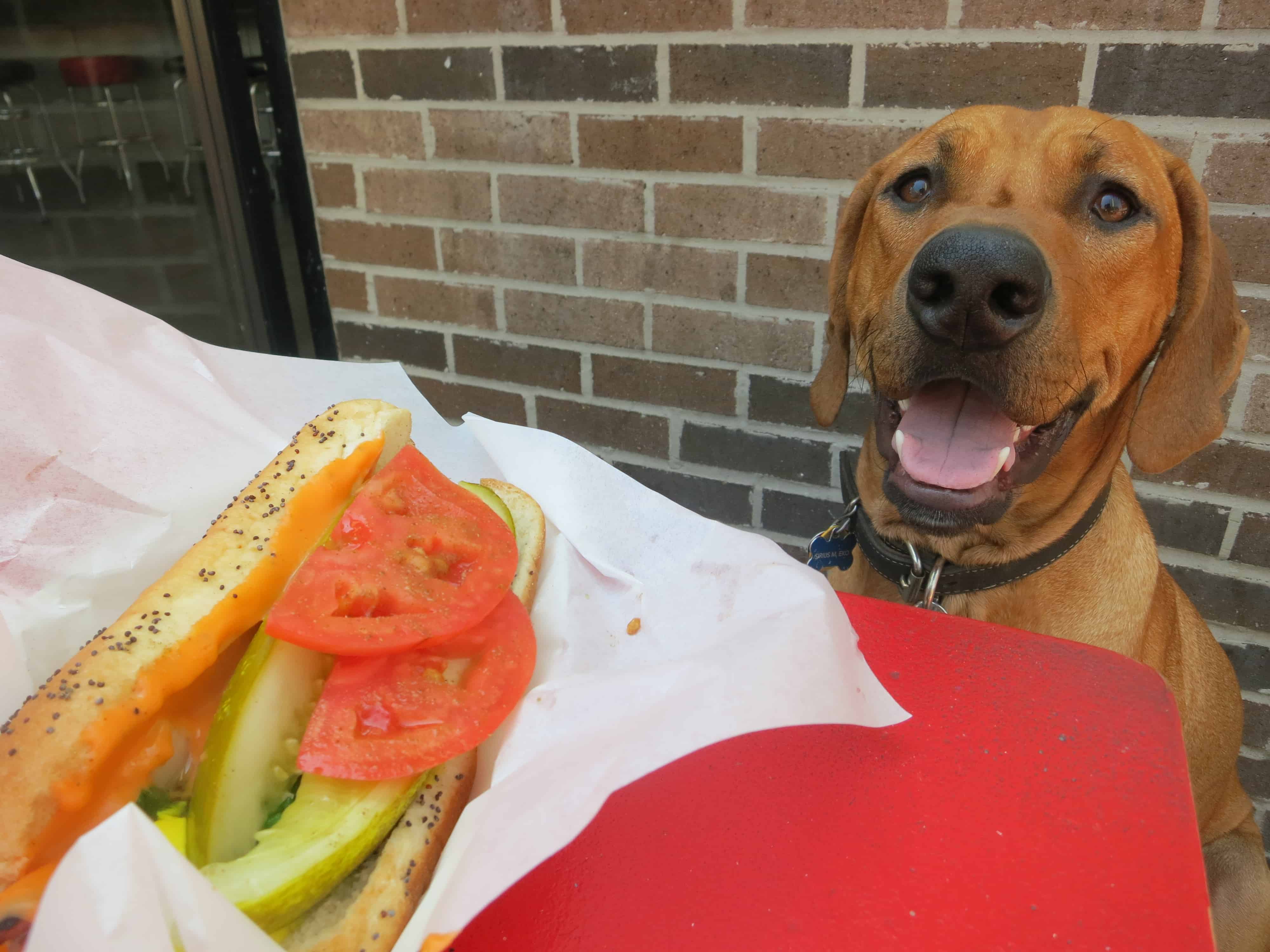 dog friendly chicago